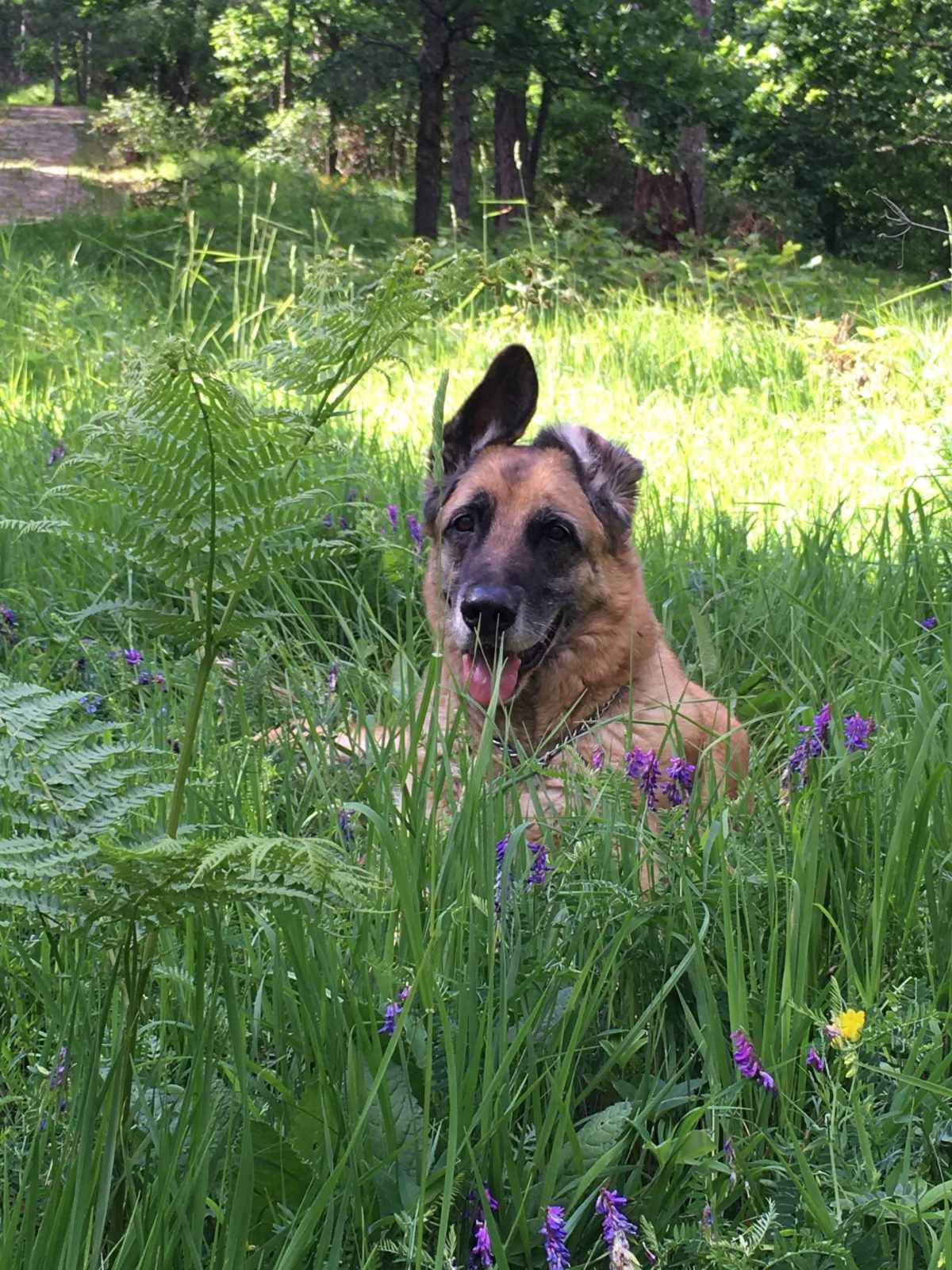 Šarlo - Јаребица, Zlatibor
