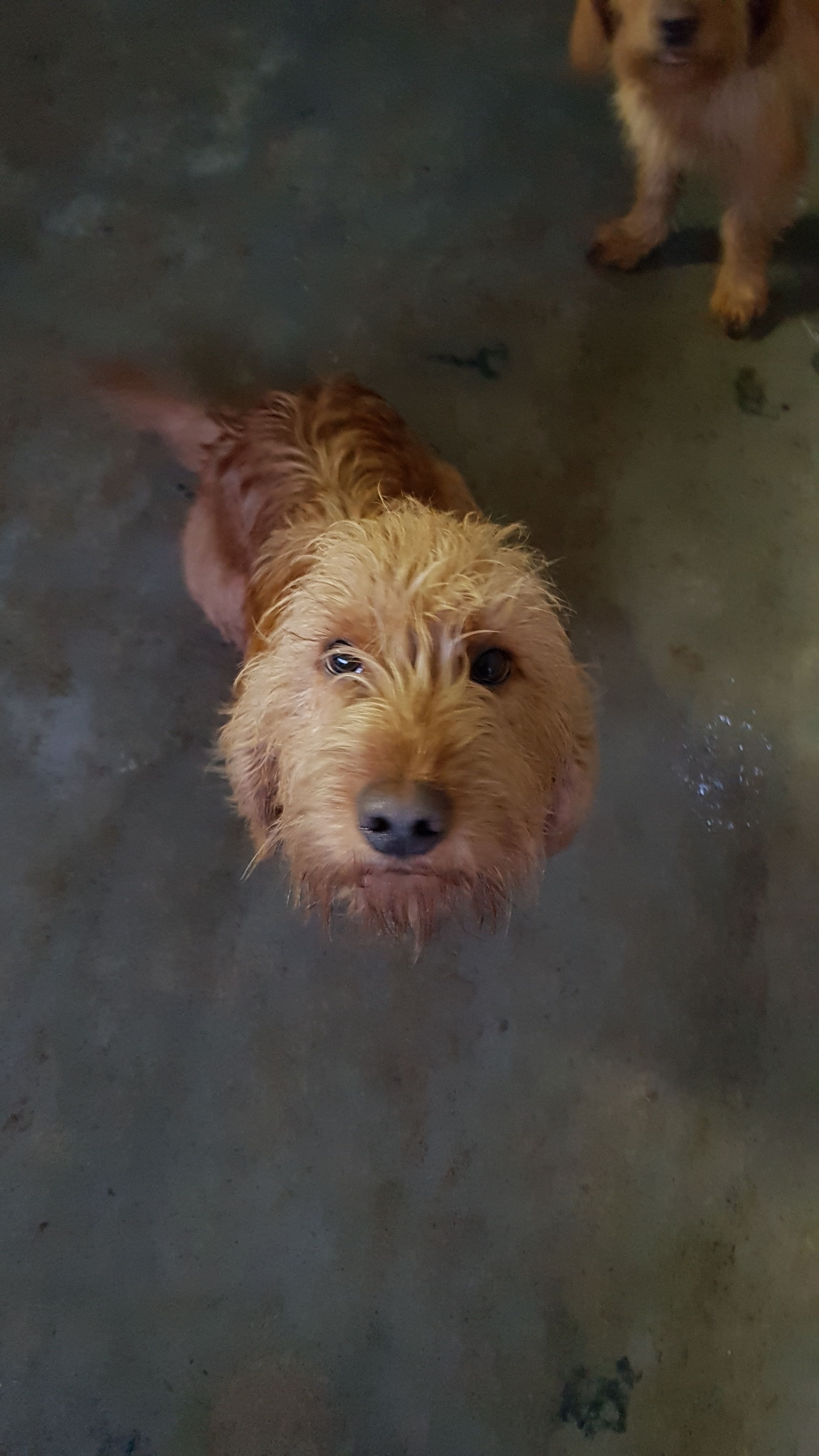 Ovelo - Le Guily, Malguénac