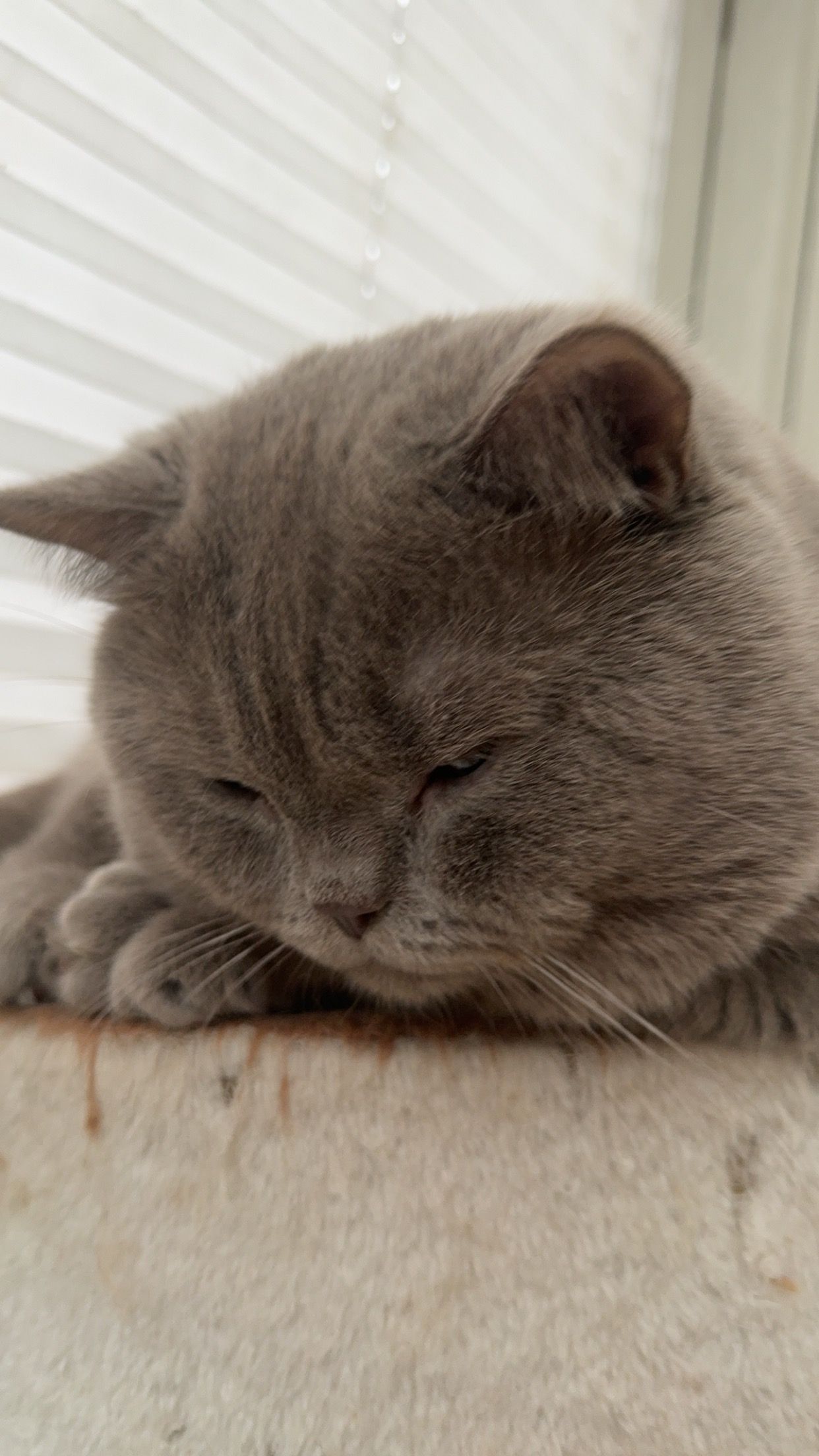 Yumos - Nelkenweg, Langenbach