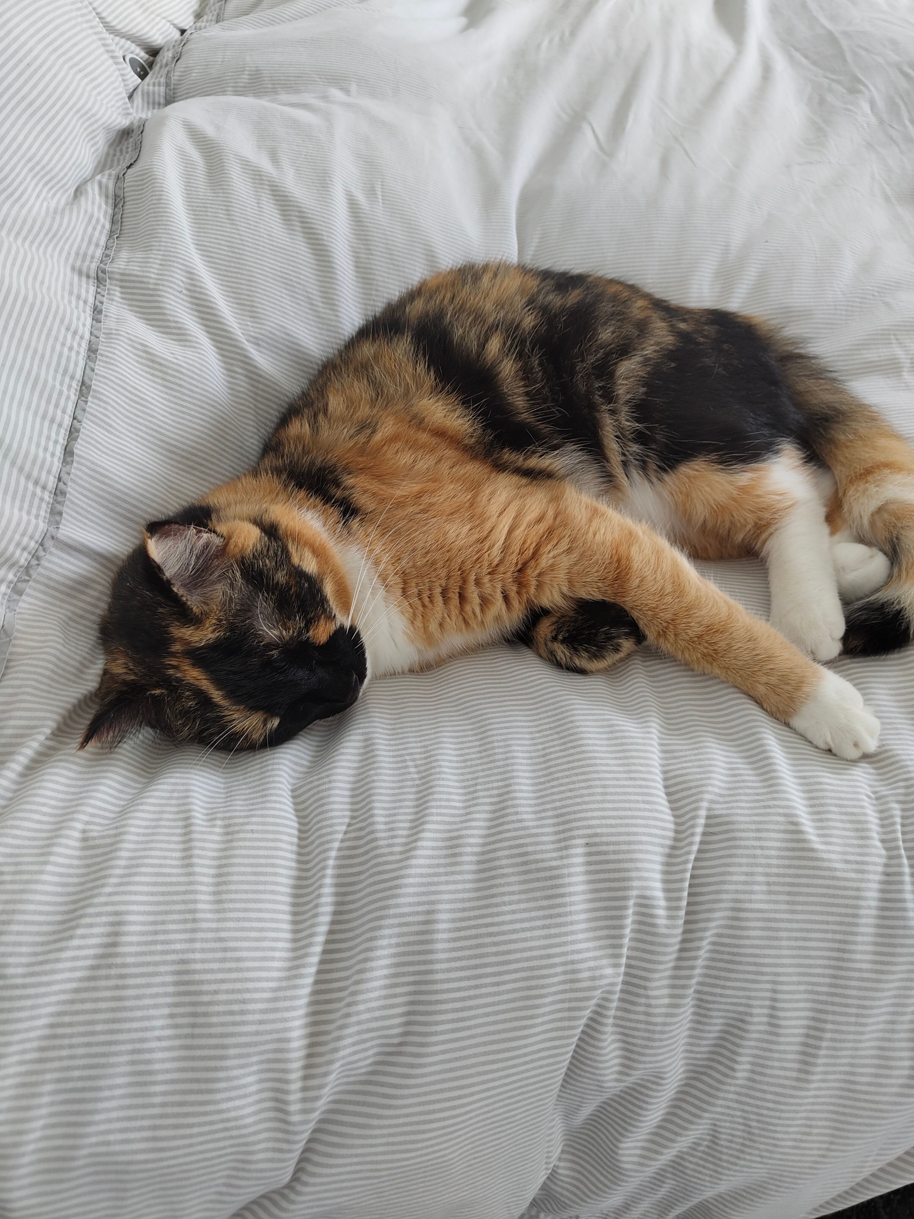 Tash - Hazel Avenue, Braunton