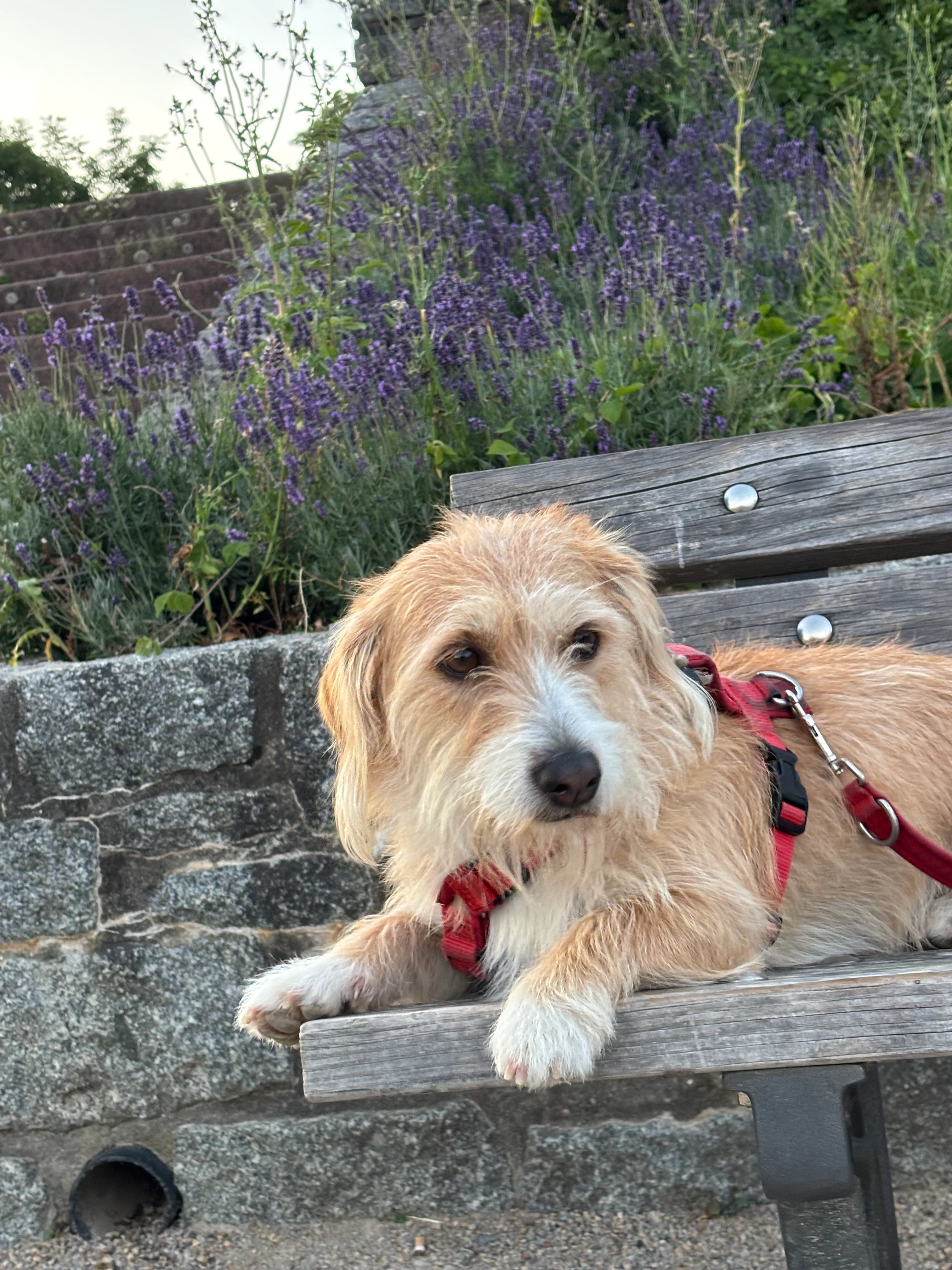 Tito - Leonhard-Heißwolf-Straße, Frankfurt am Main