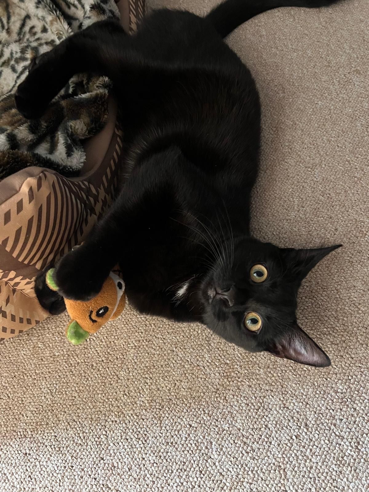 Karlo - Albert-Pulvers-Straße, Ilmenau