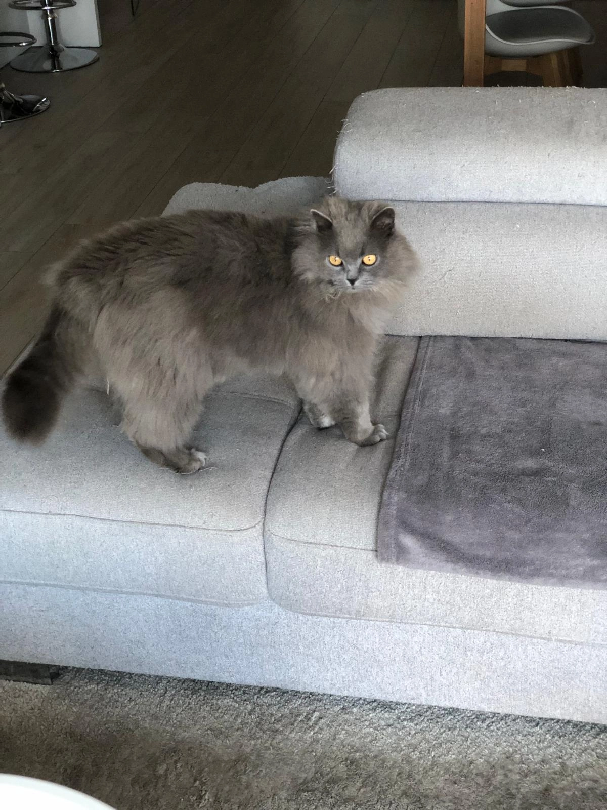 Lucien  - Sint-Laurentiusstraat 59, Zedelgem