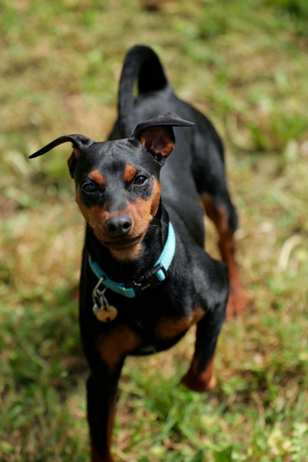 V - Rue de lachat , Champdor