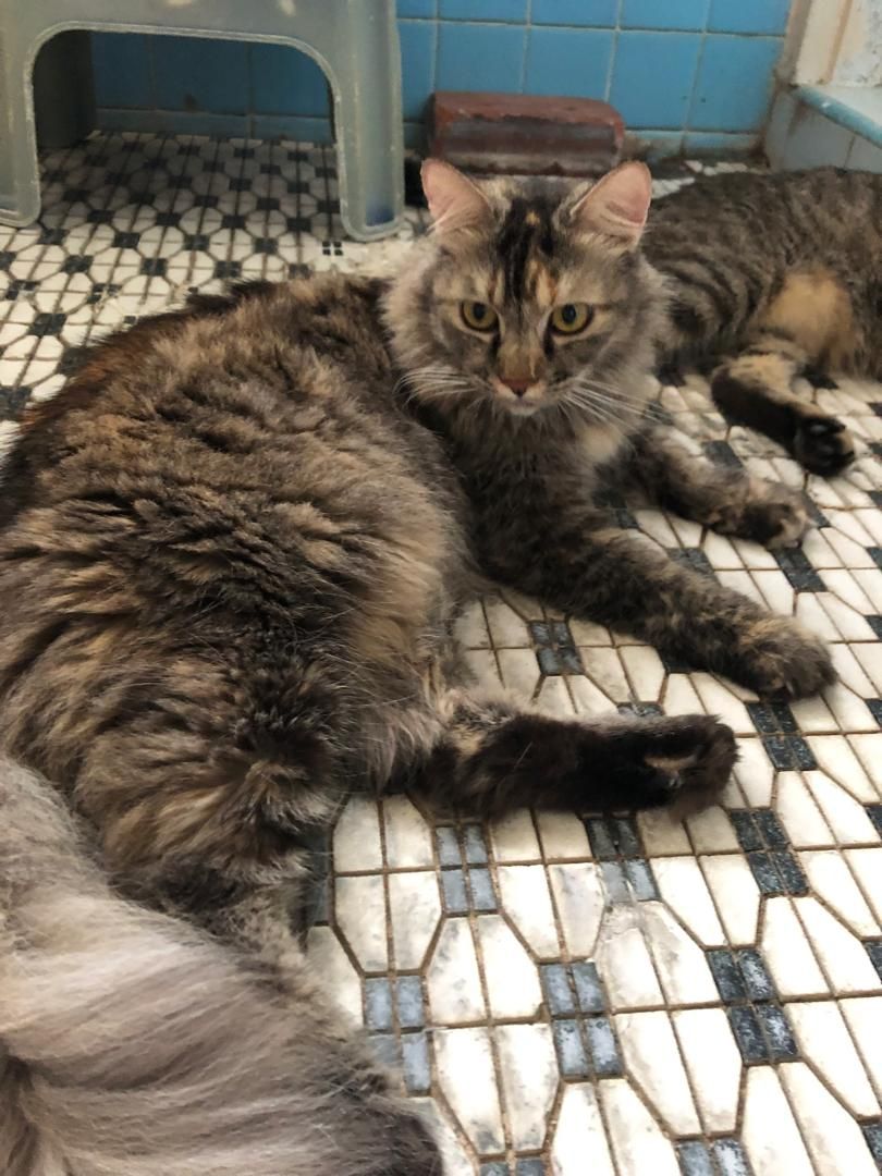 sassy - Halaman Free School, Georgetown