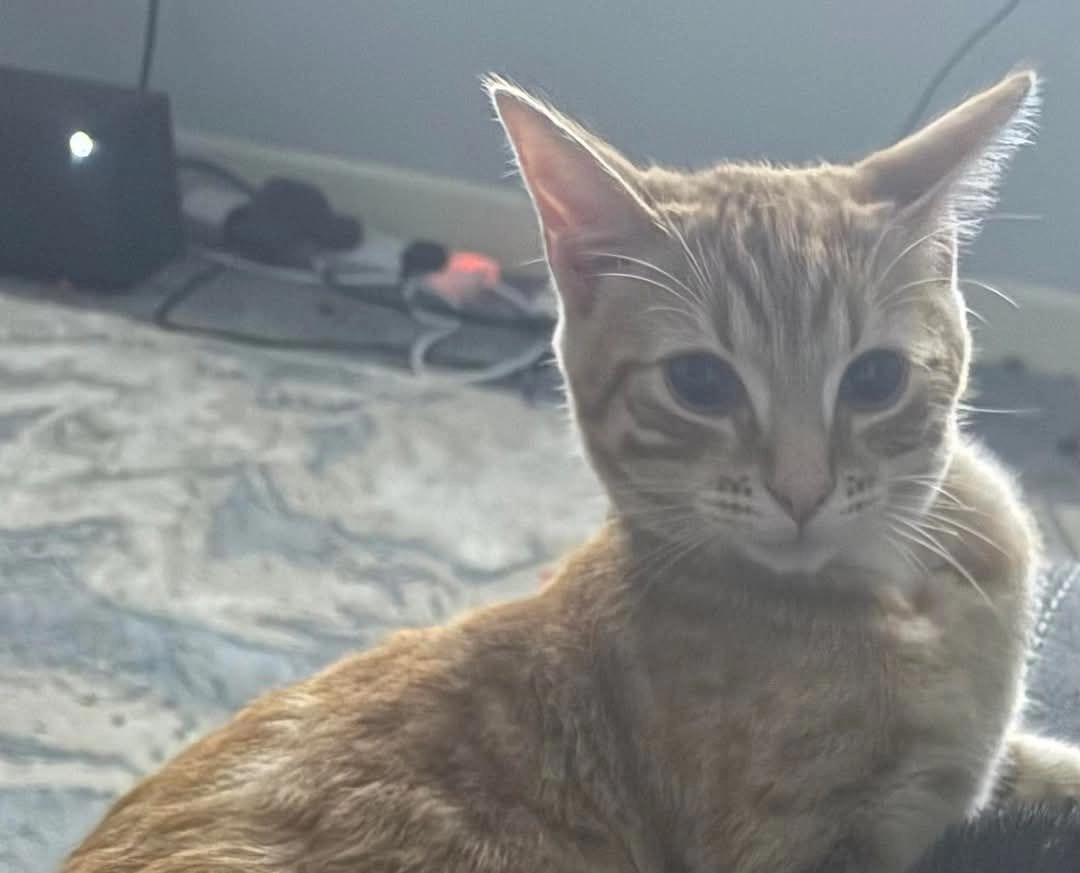 Phoenix - Burnfoot Place, Kilmarnock