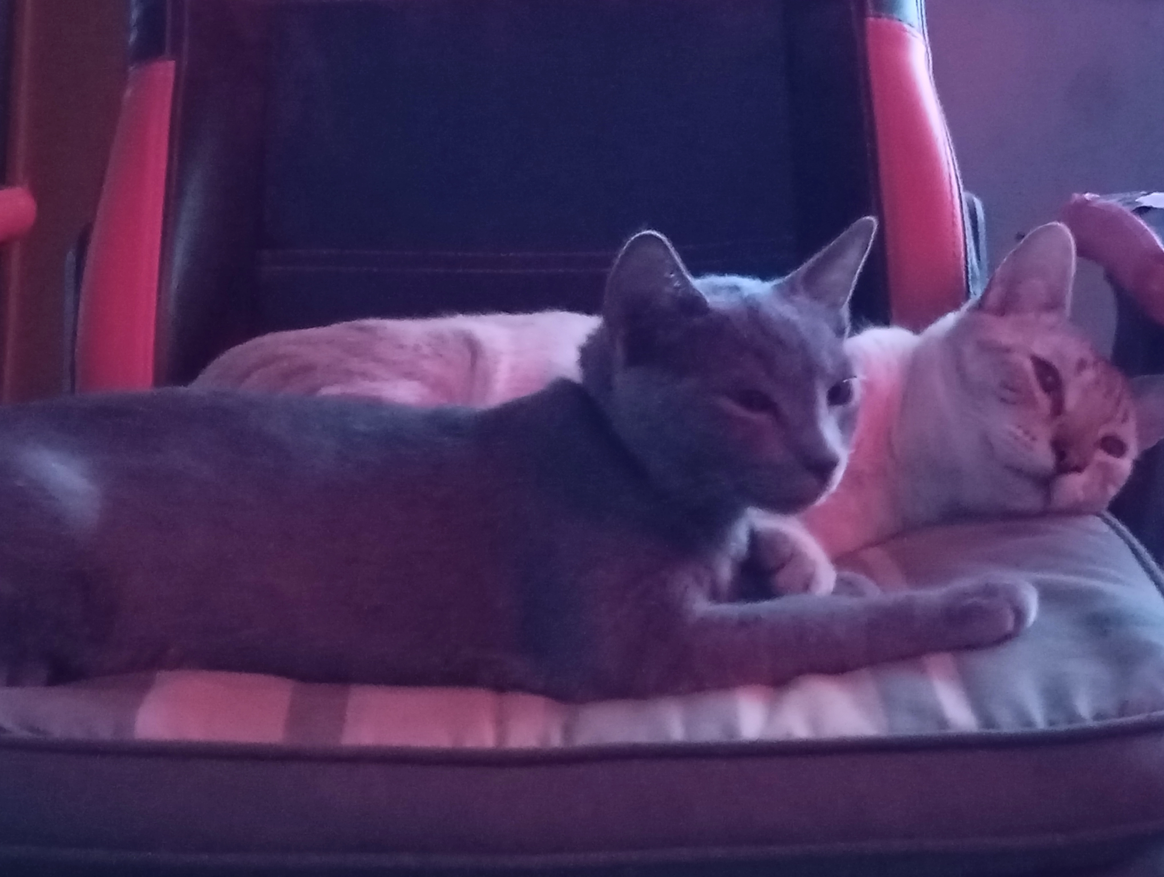 Bombito - Camí de Paterna 27, Bétera