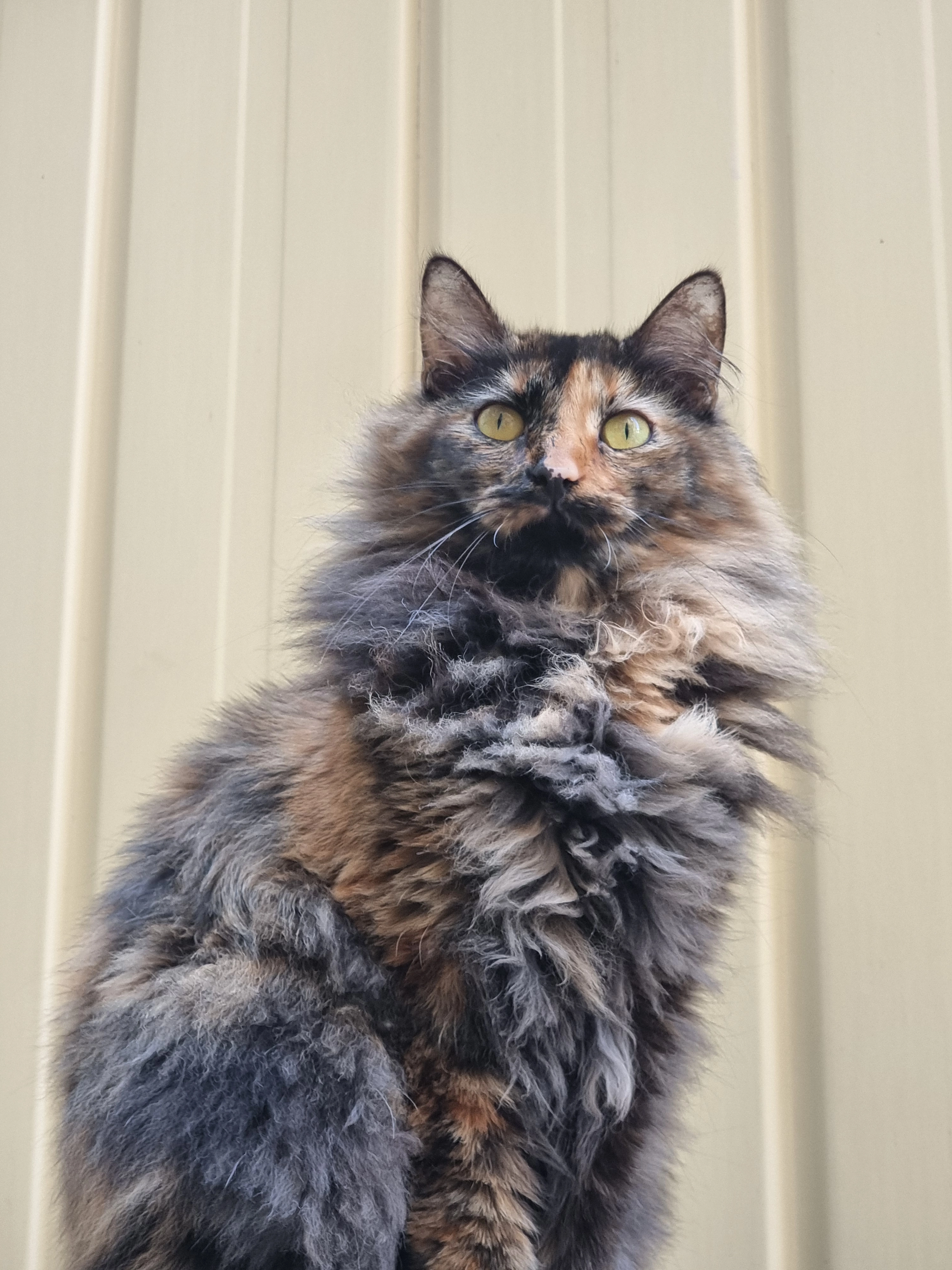 Hella - Carrer De Barcelona, Argentona