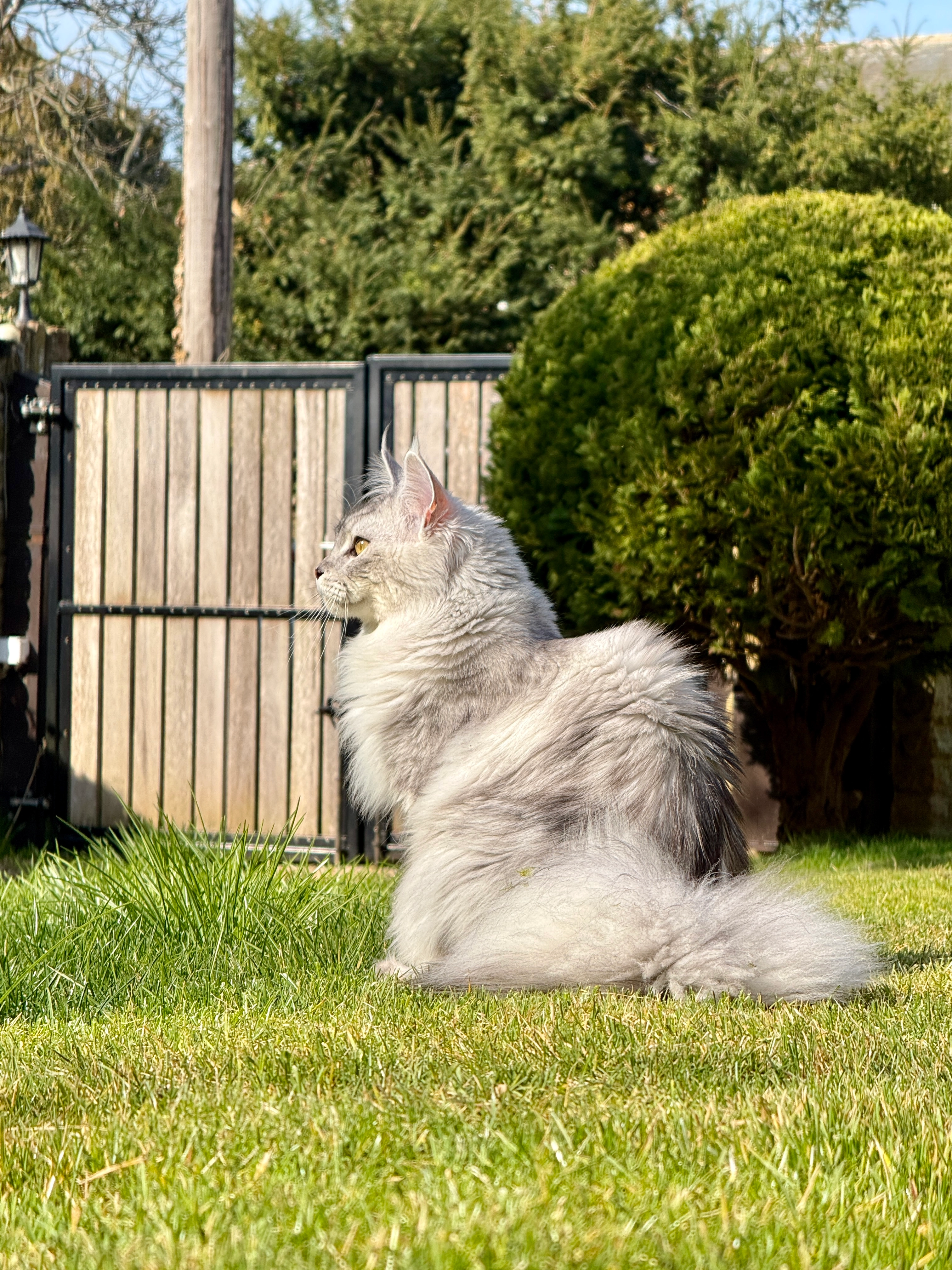 Chandra - Church Walk, Northampton