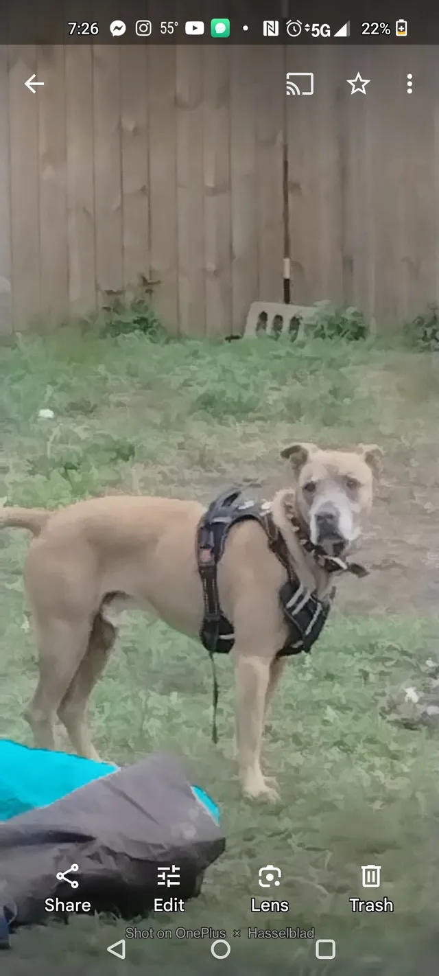 Toby or TOBÍAS - 423 Gammon Dr, Houston