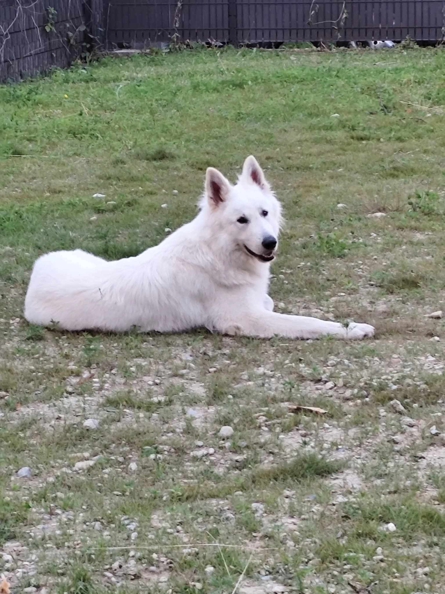 Volt - 17 Rue des Alouettes, Les Abrets-en-Dauphiné