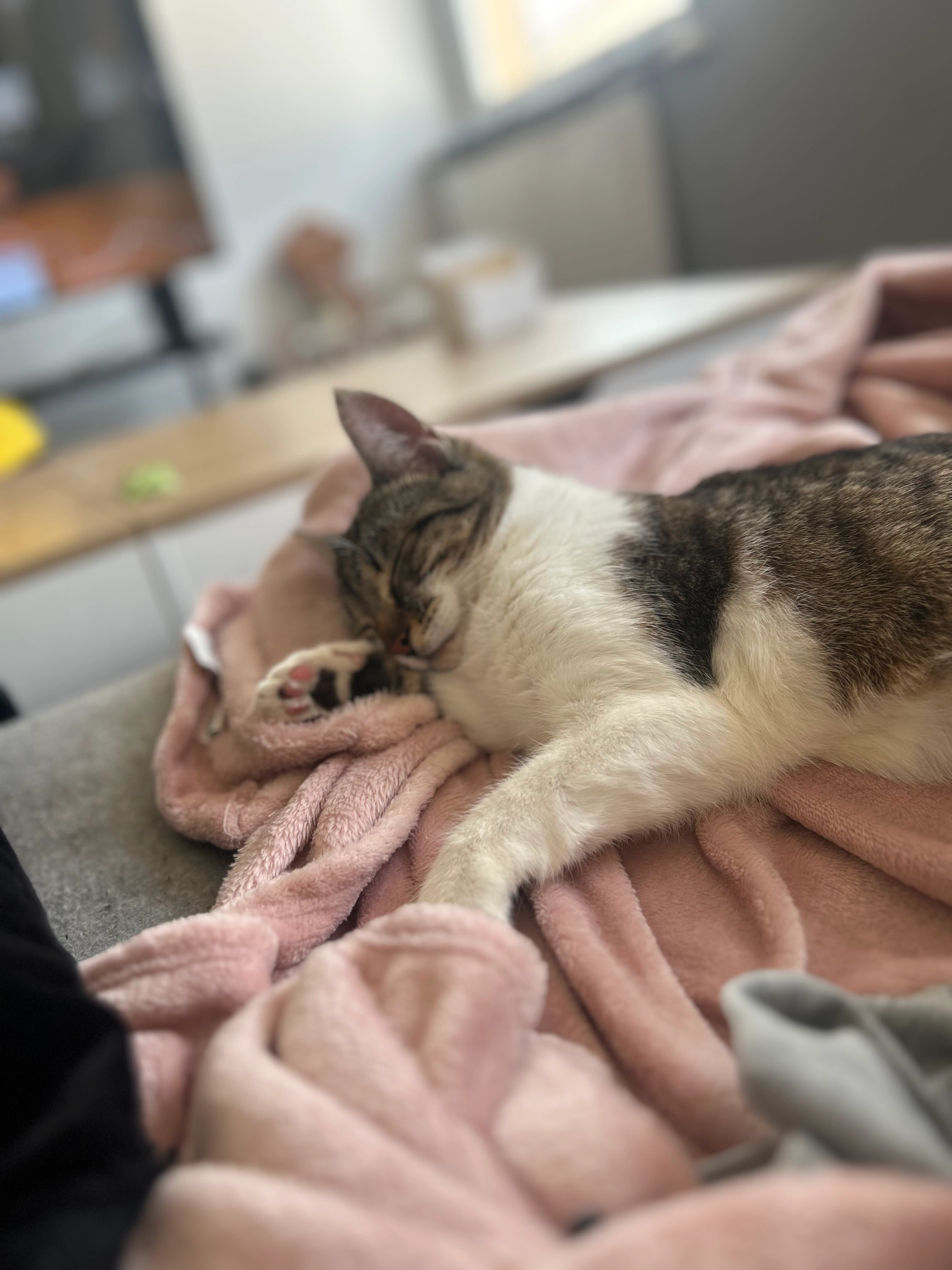 Peach - 1 Rue Albert Haefeli, Montigny-lès-Metz