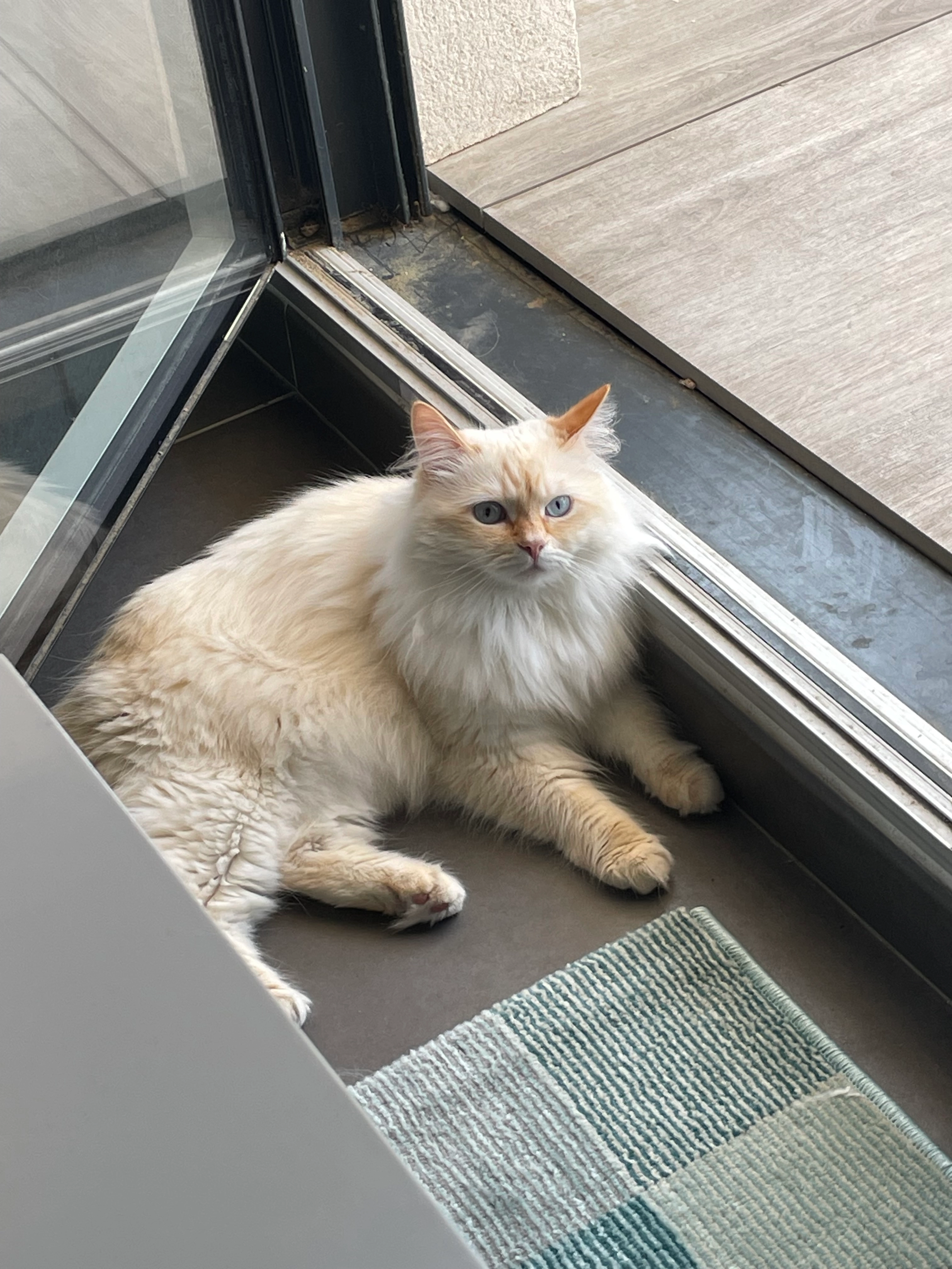 Billy - 55 Rue Pierre et Marie Curie, Lodève