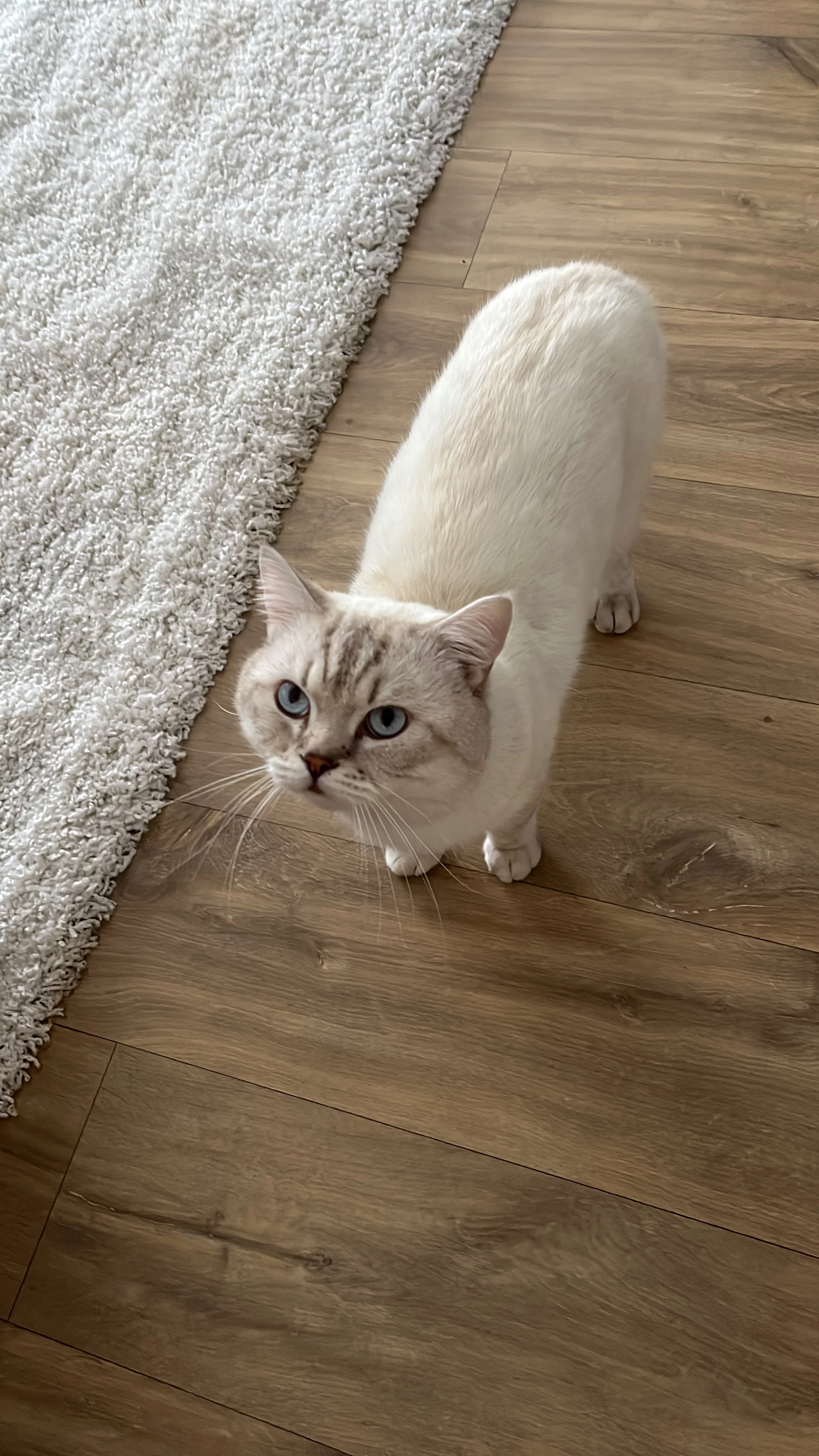 Locito  - Graf-Zeppelin-Straße, Reilingen