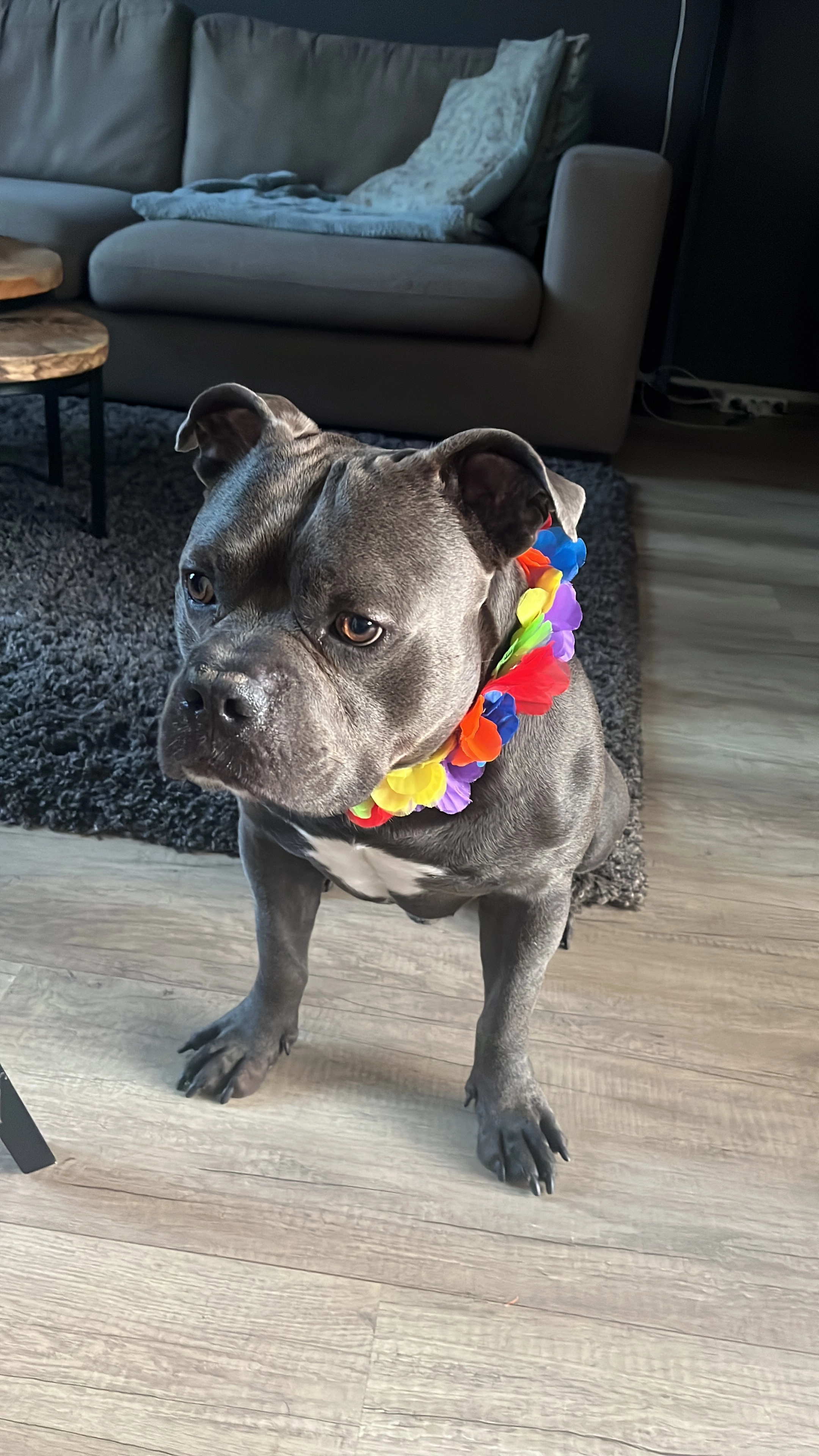  Bentley  - Jac. Coorenlaan, Heerhugowaard