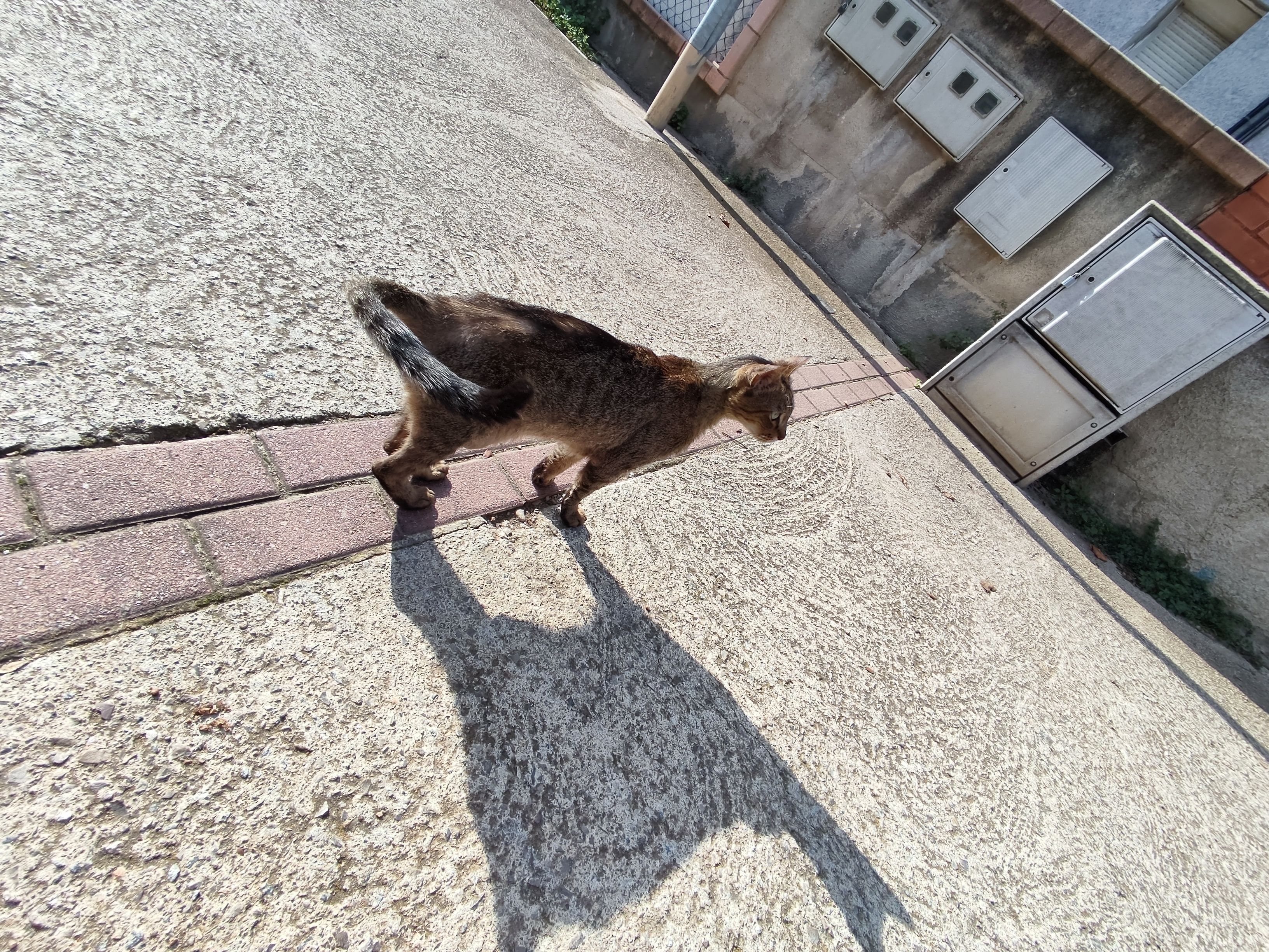 Simba - Avinguda D'en Piera, Martorelles