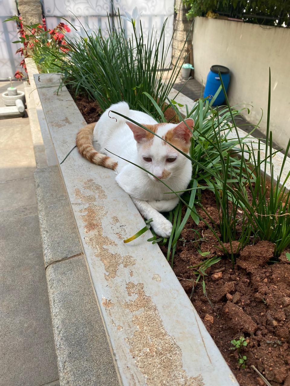 Tom - Marenahalli Road, Bengaluru