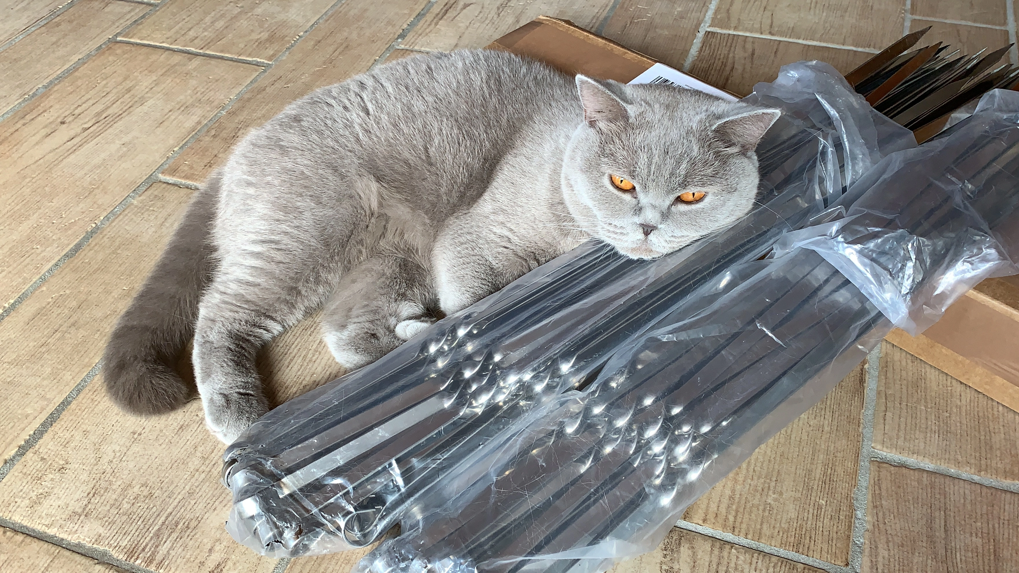 Dusja - Picassoring, Andernach