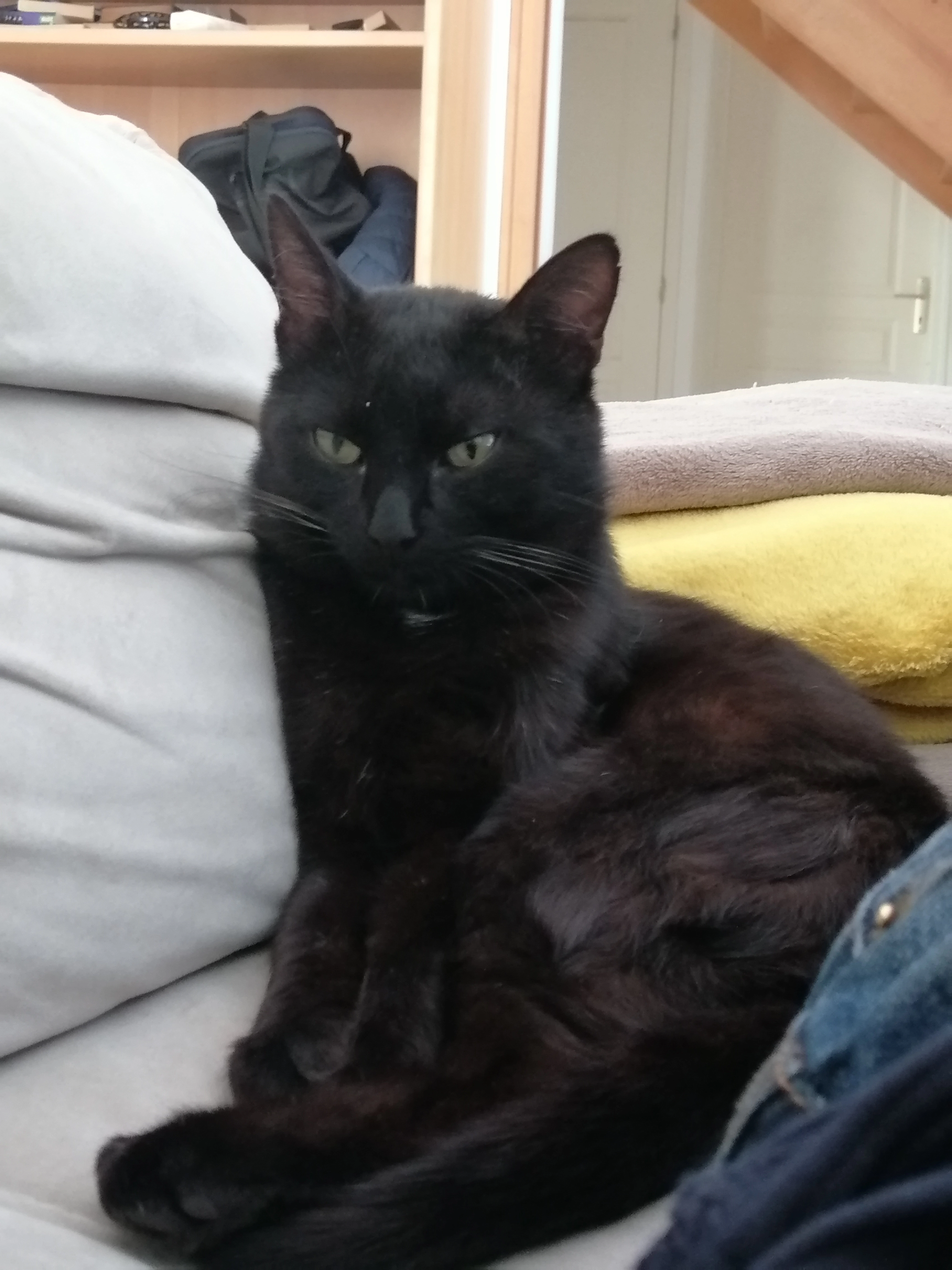 Ange - 24 Rue des Rossignols, Bruz