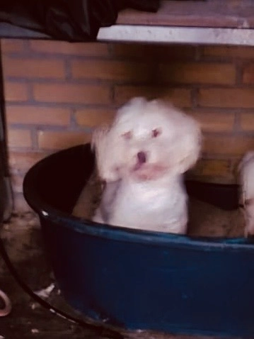 Lady - Alpenpas, Tilburg