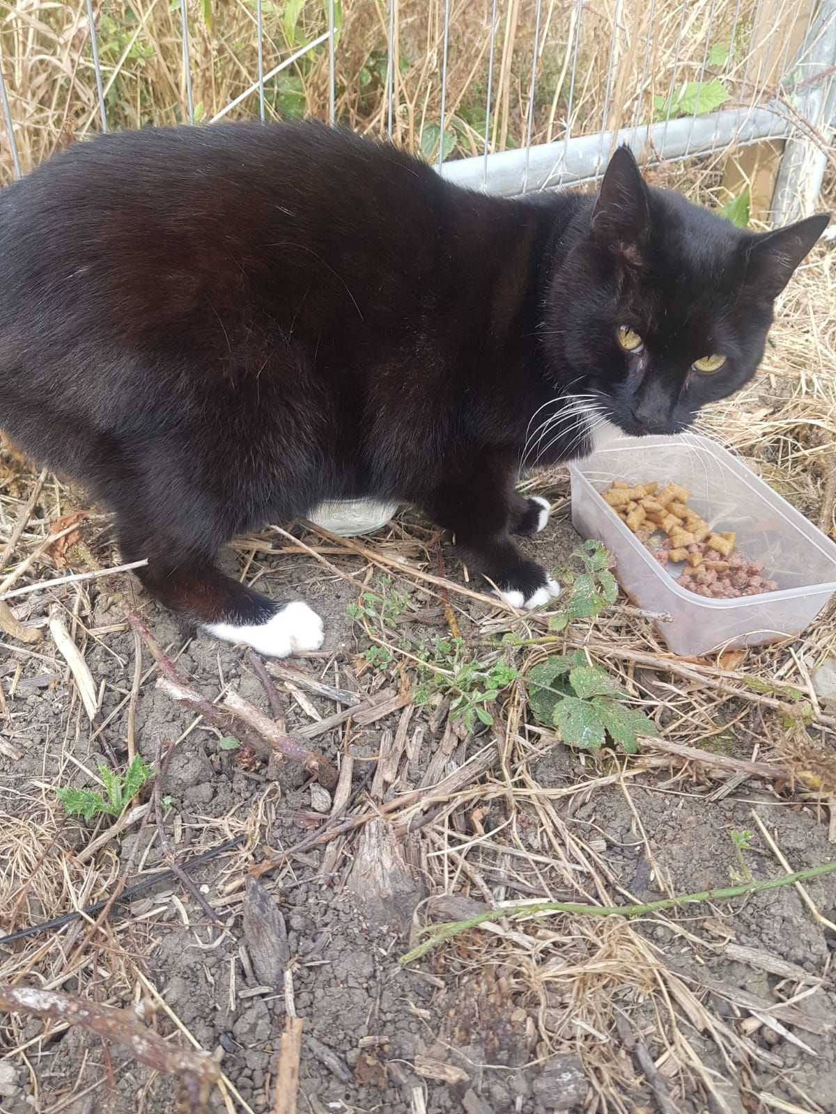 queenie - Aldenham Park, Hull