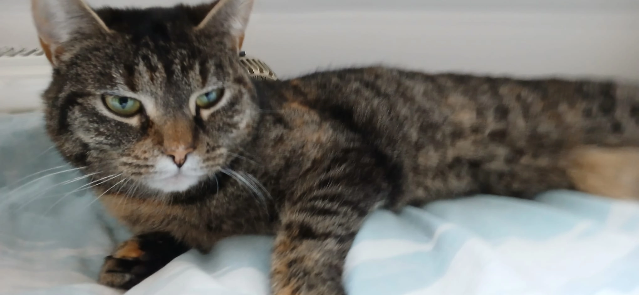 Debby - Ottensteiner Straße, Vreden