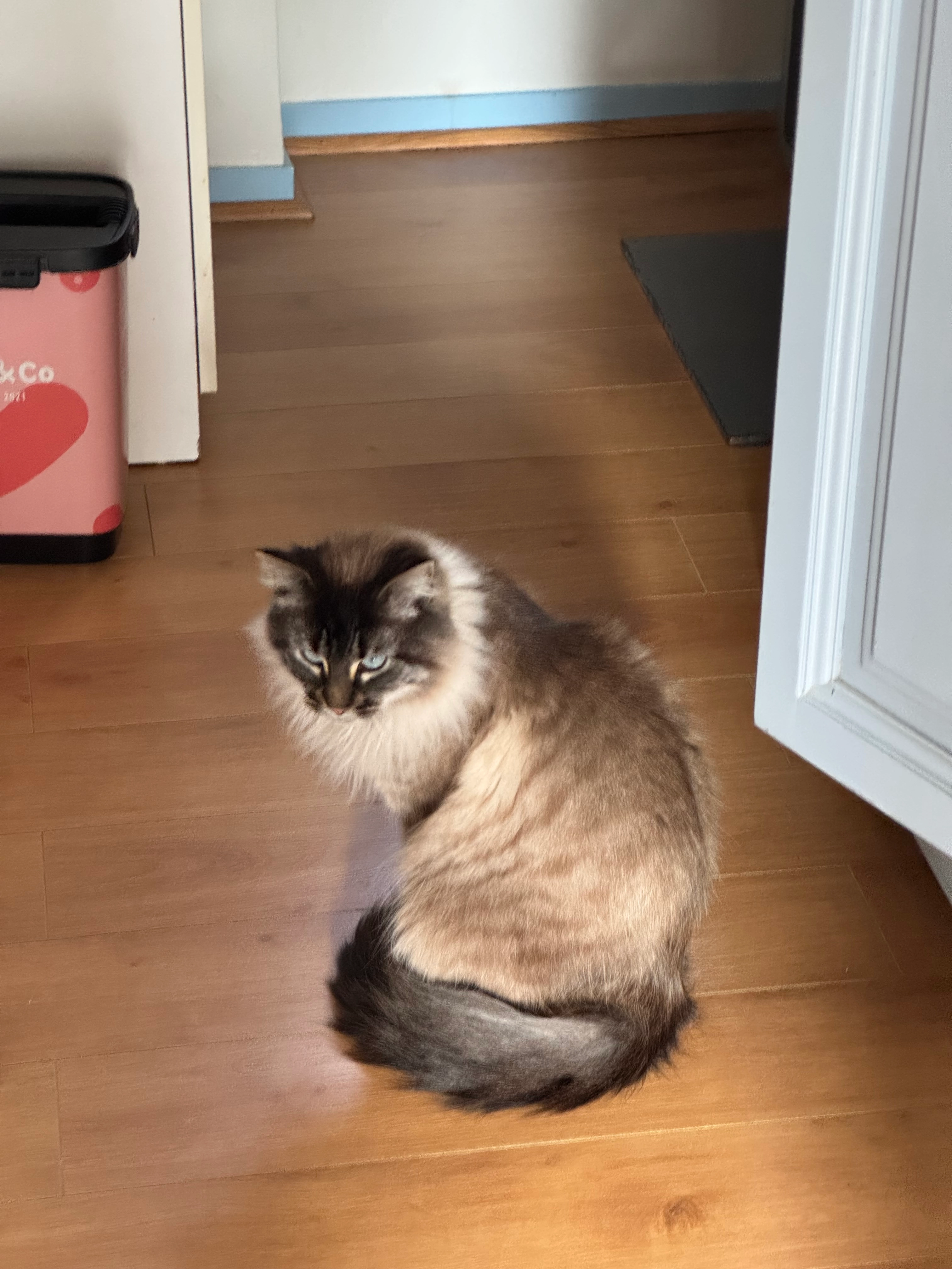 Neo  - Rue Léonard De Vinci, Plouzané