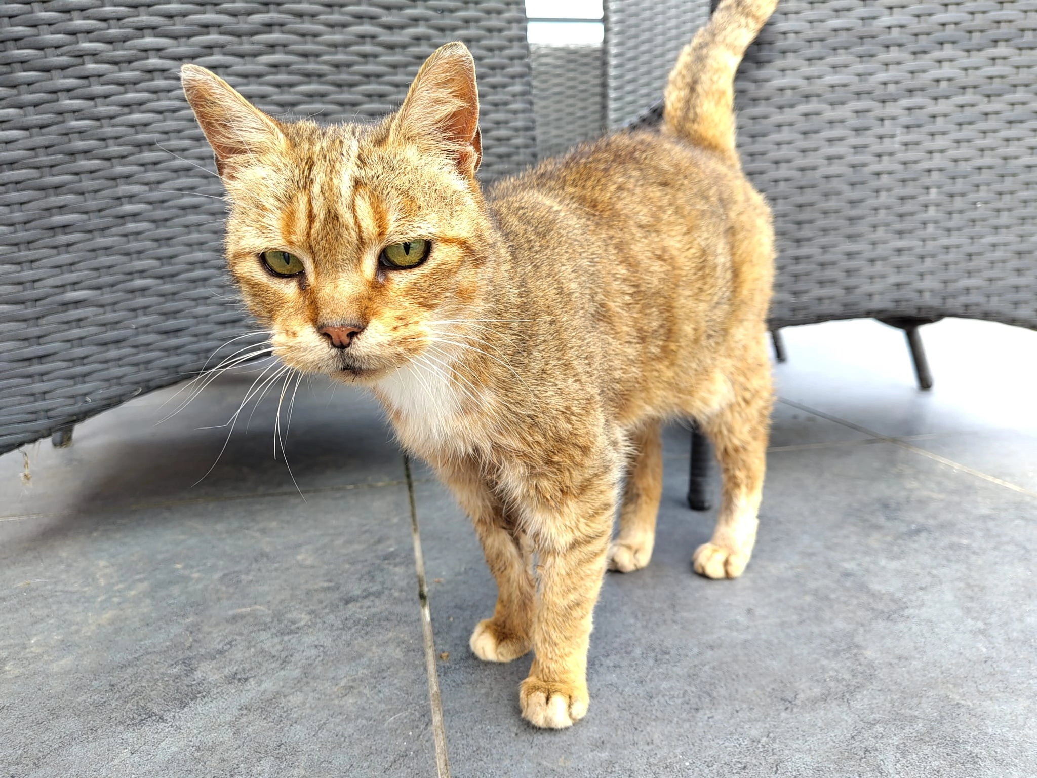 Choupette - 7 Rue Henri Pruvost, Merville