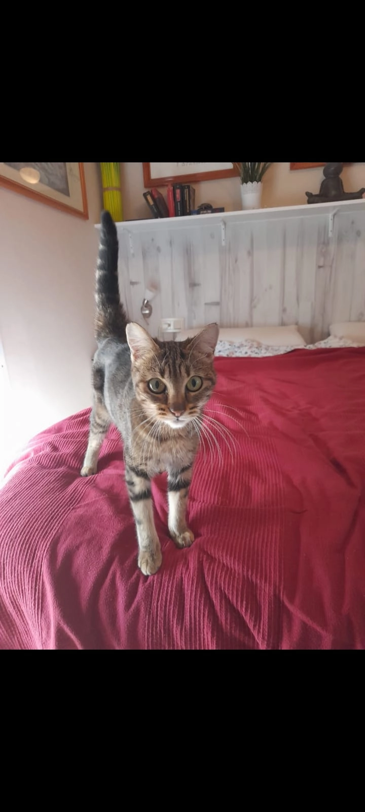 Shanti - Leni-Wollenhaupt-Straße, Neuss