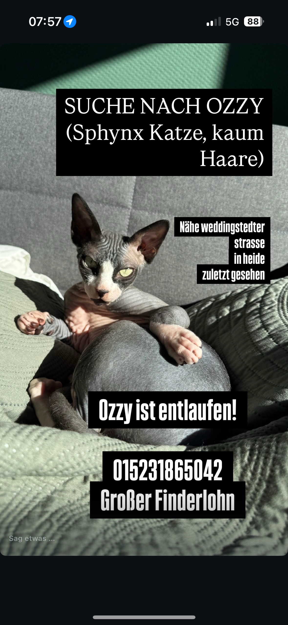 Ozzy - Weddingstedter Straße 29, Heide