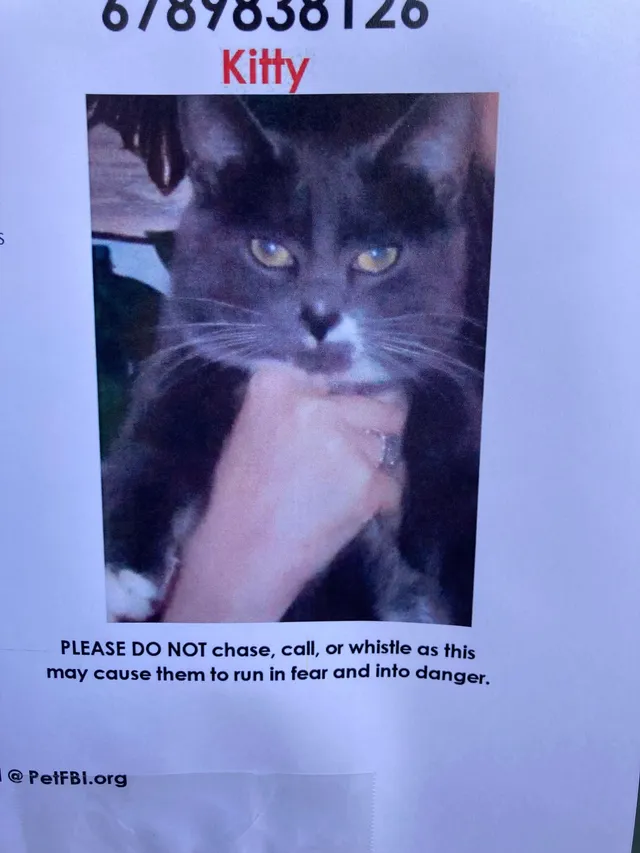 Kitty - 5070 Peachtree Industrial Blvd, Atlanta