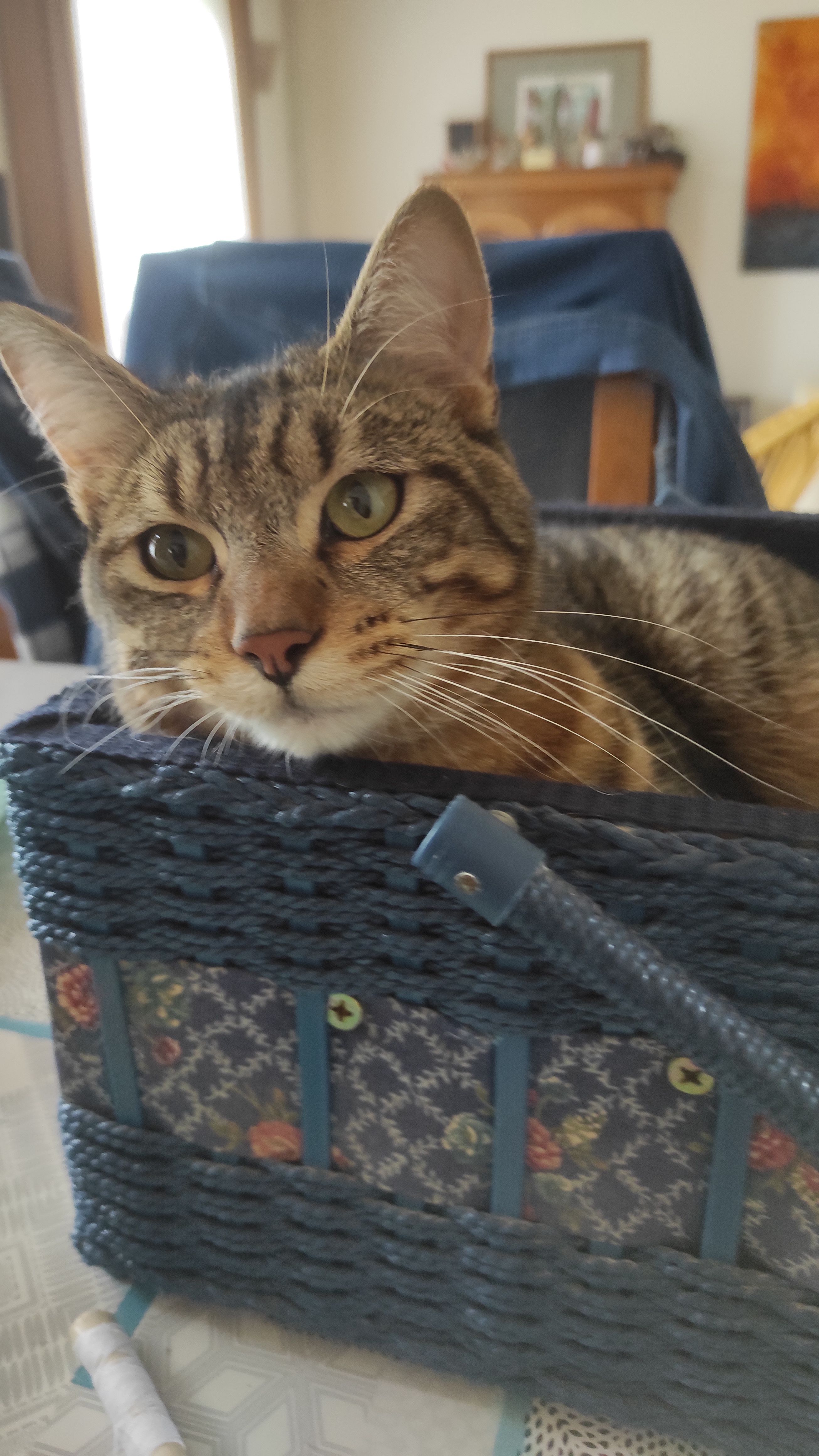 Virgule  - Rue Abbé de Prades, Castelsarrasin