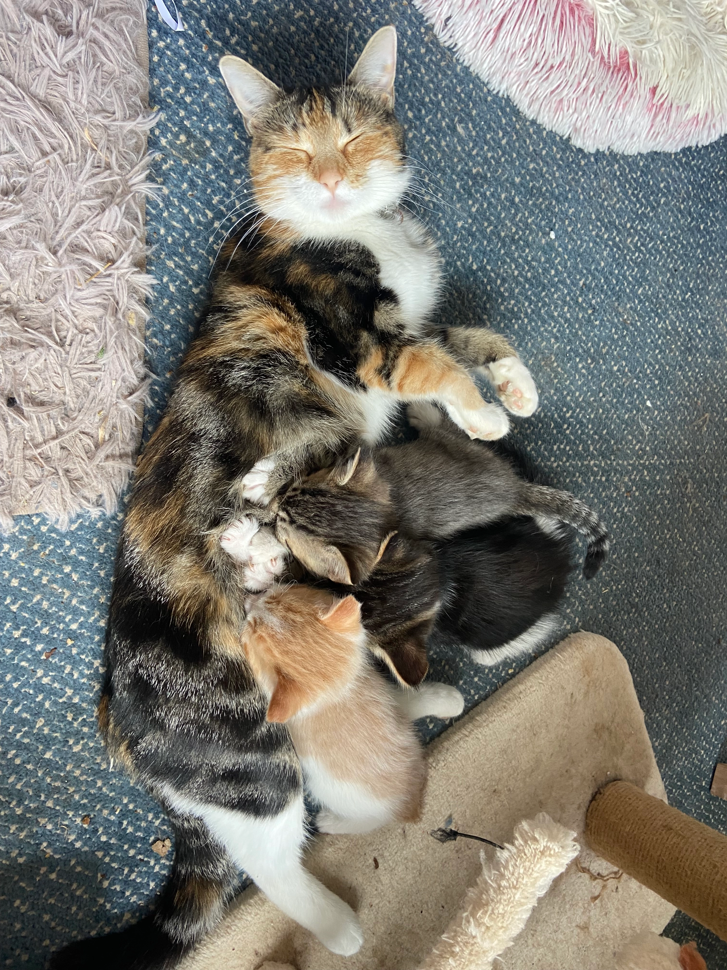 Fifi - Mill Road, Dereham