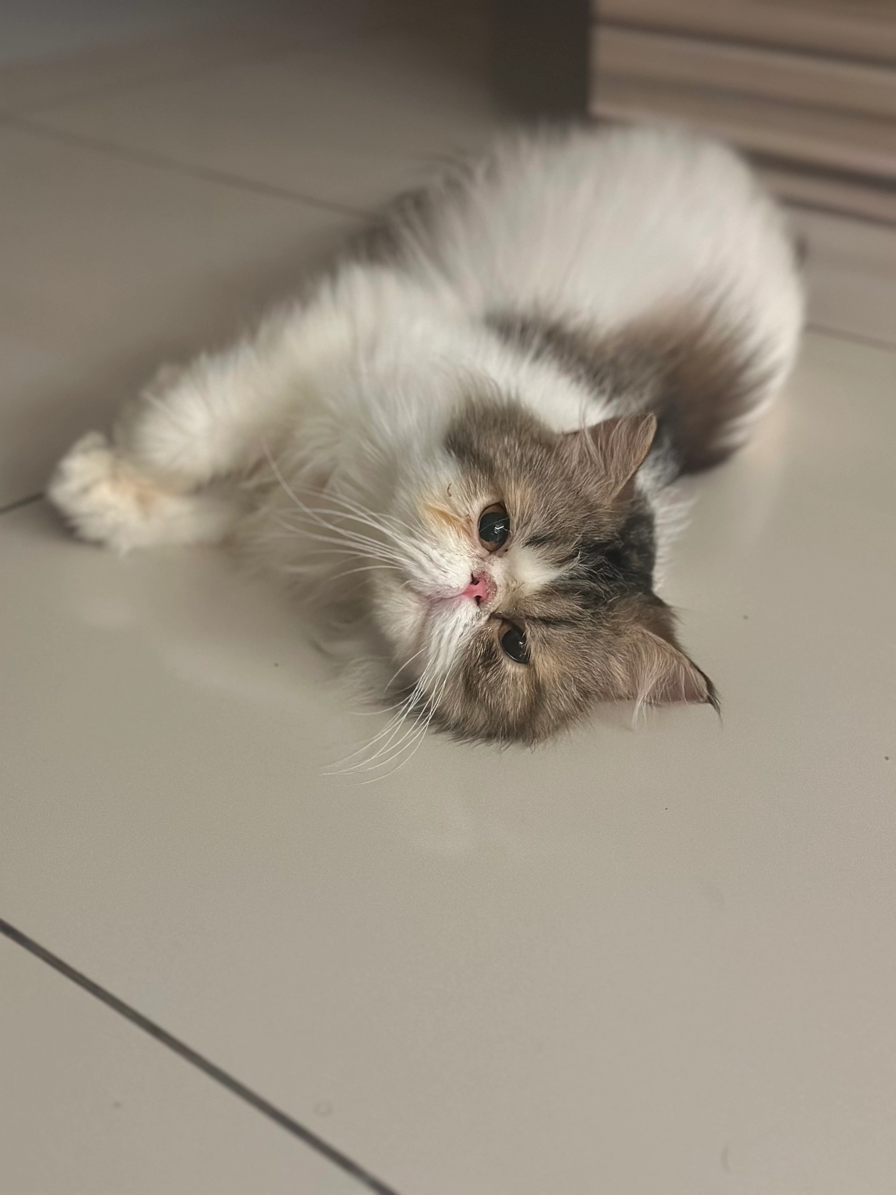 Billy - 48020, Rawang