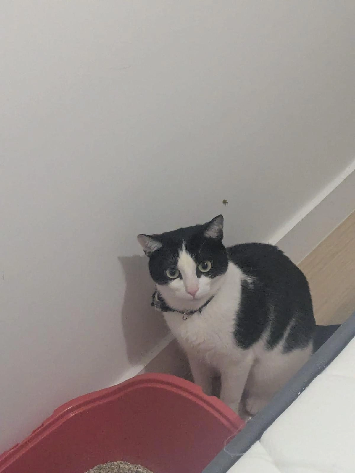 Happy - 40 Square Pedro Florès, Rennes