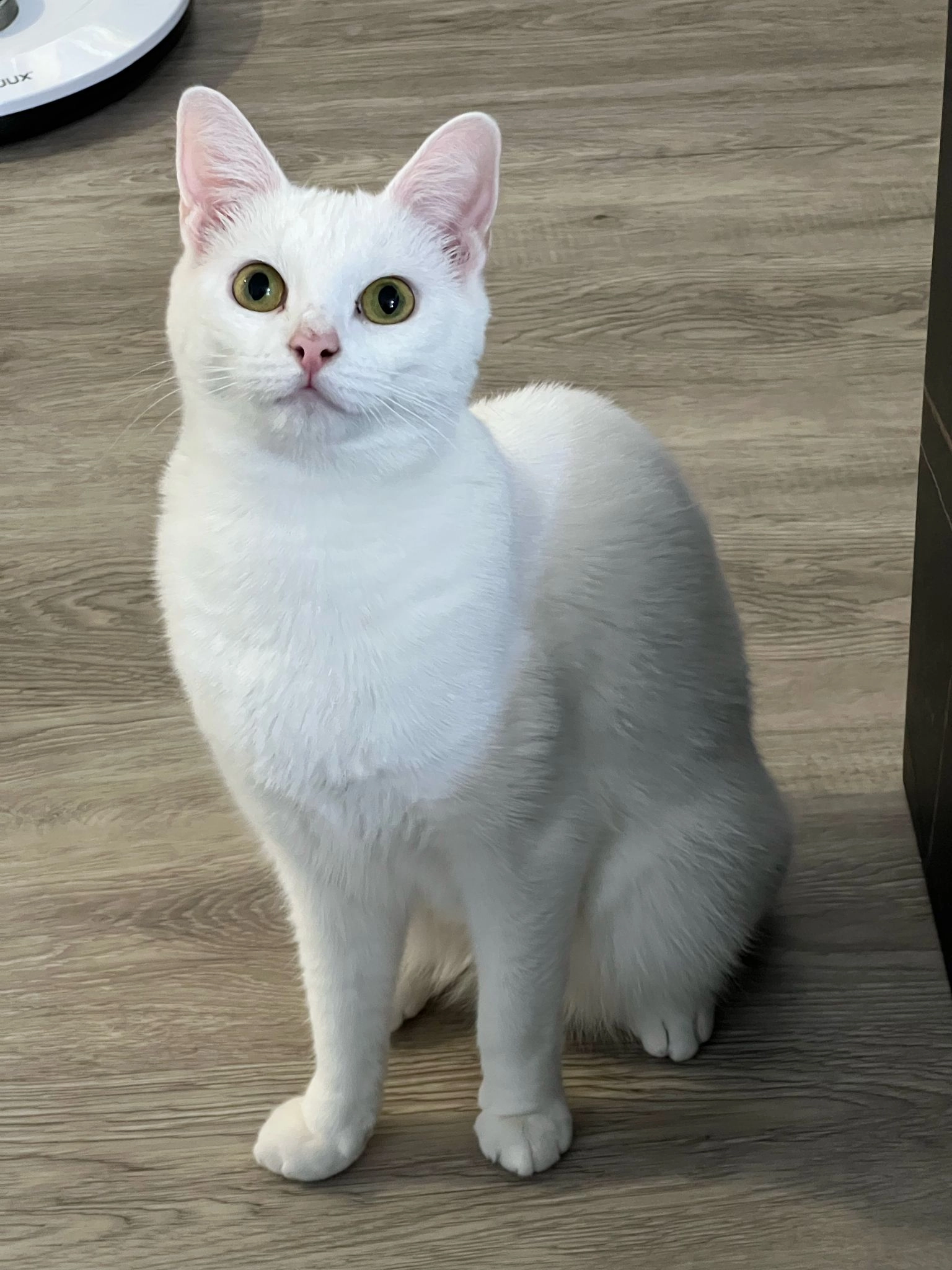 Snowy - Klaassenstraat, Terneuzen