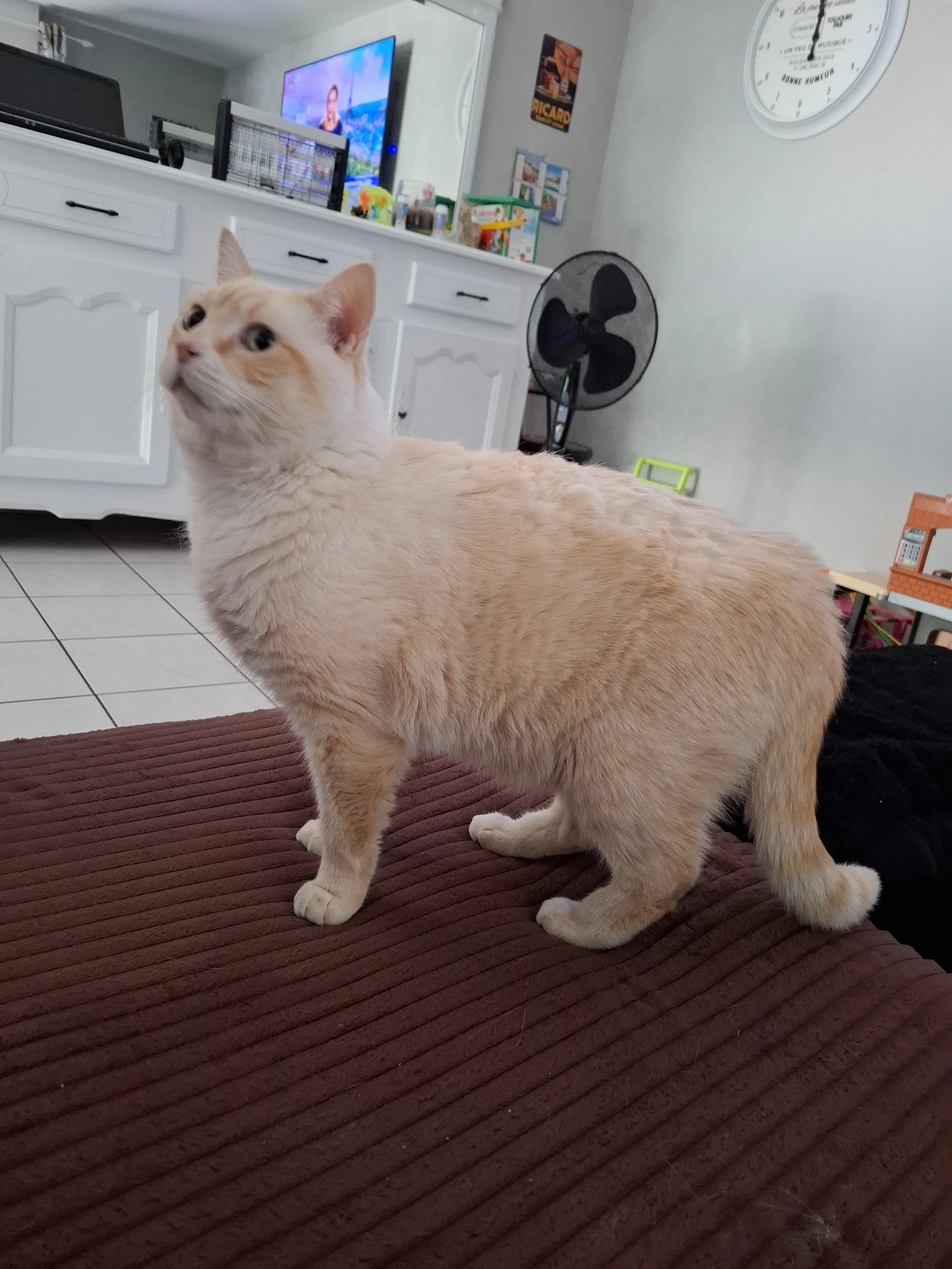 Nounou - Rue De La Grange Saint-Pierre, Poitiers