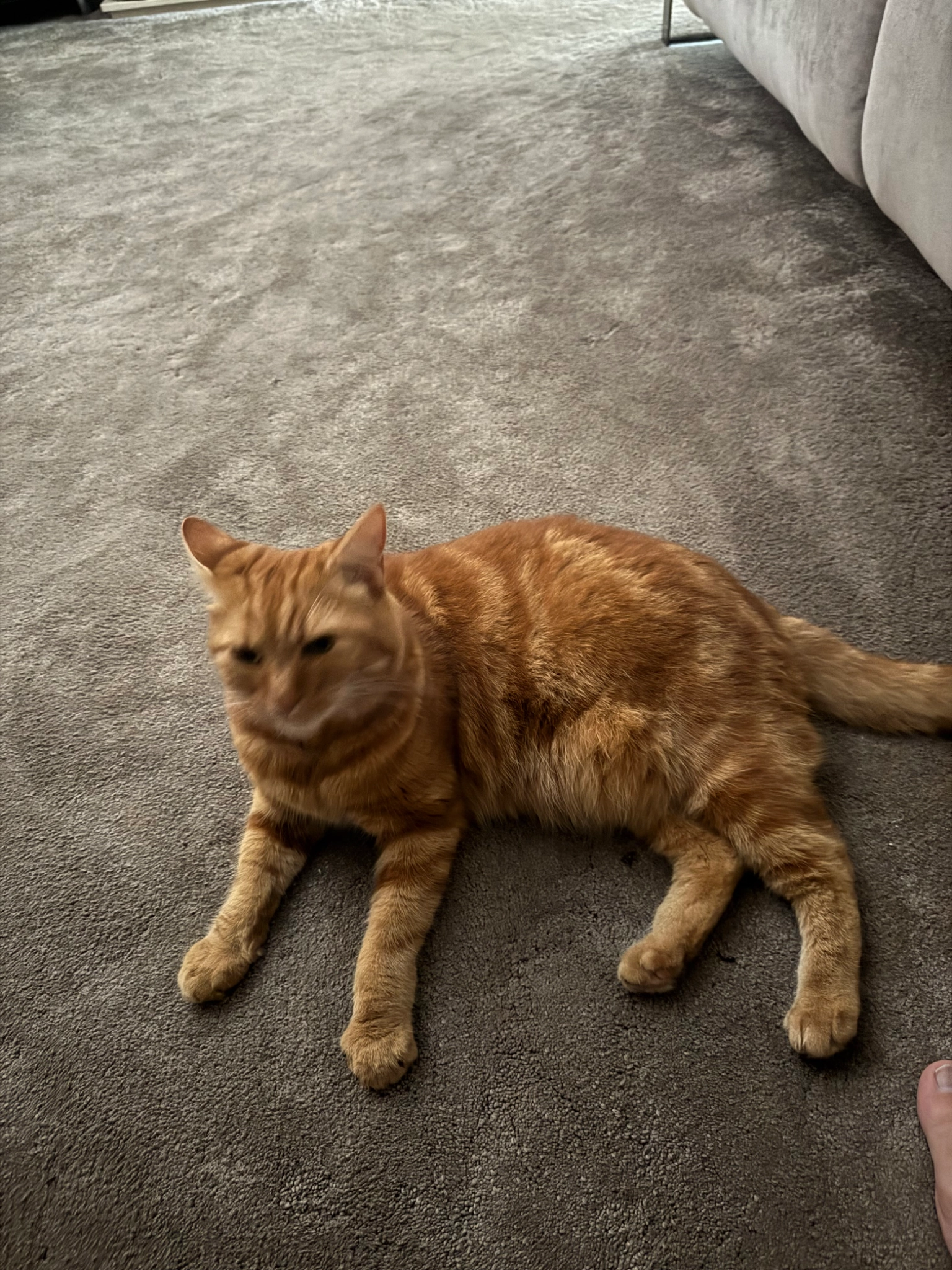 Simba - Corbel Close, Derby