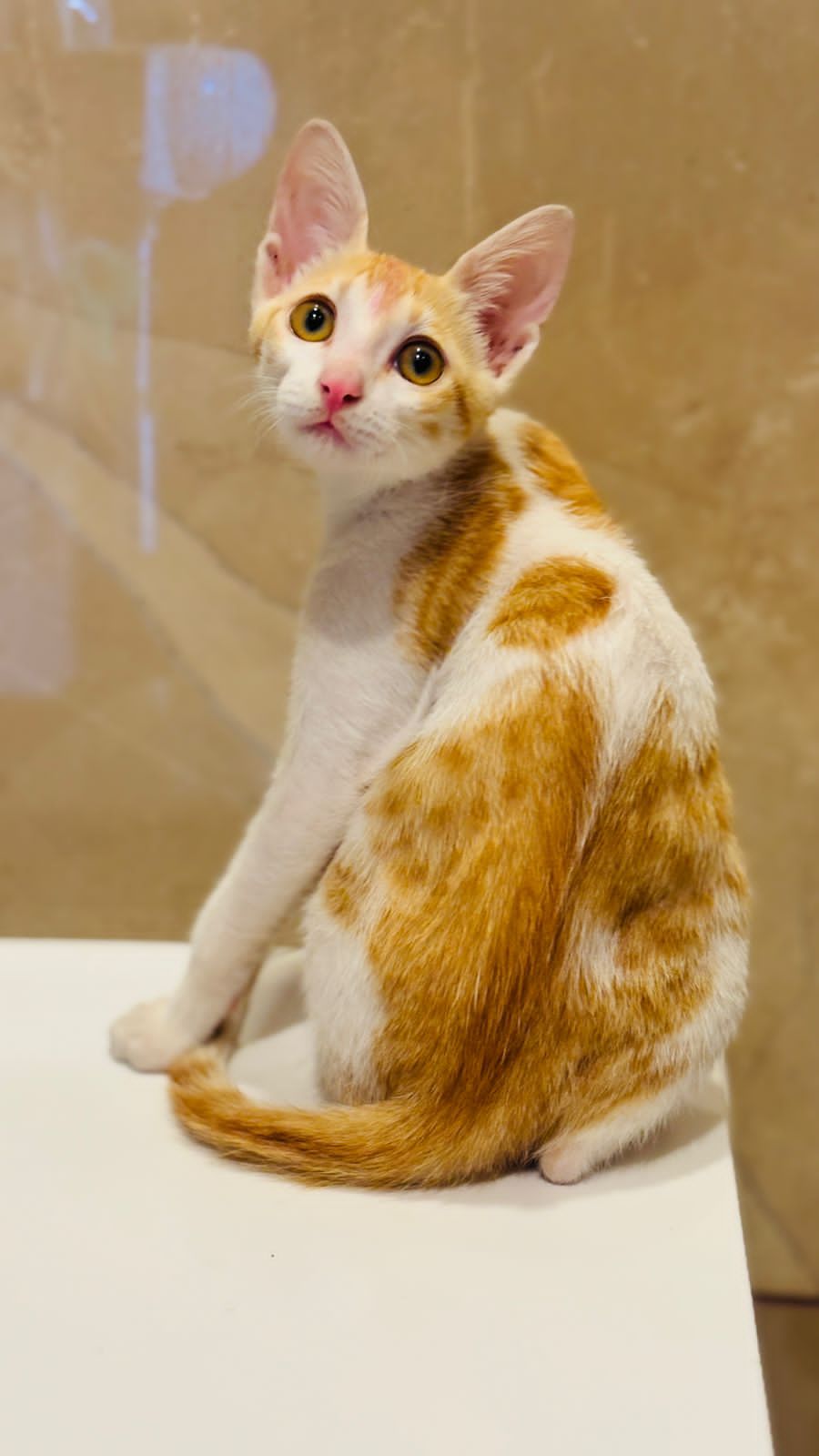 Chikku  - 412307, Pune