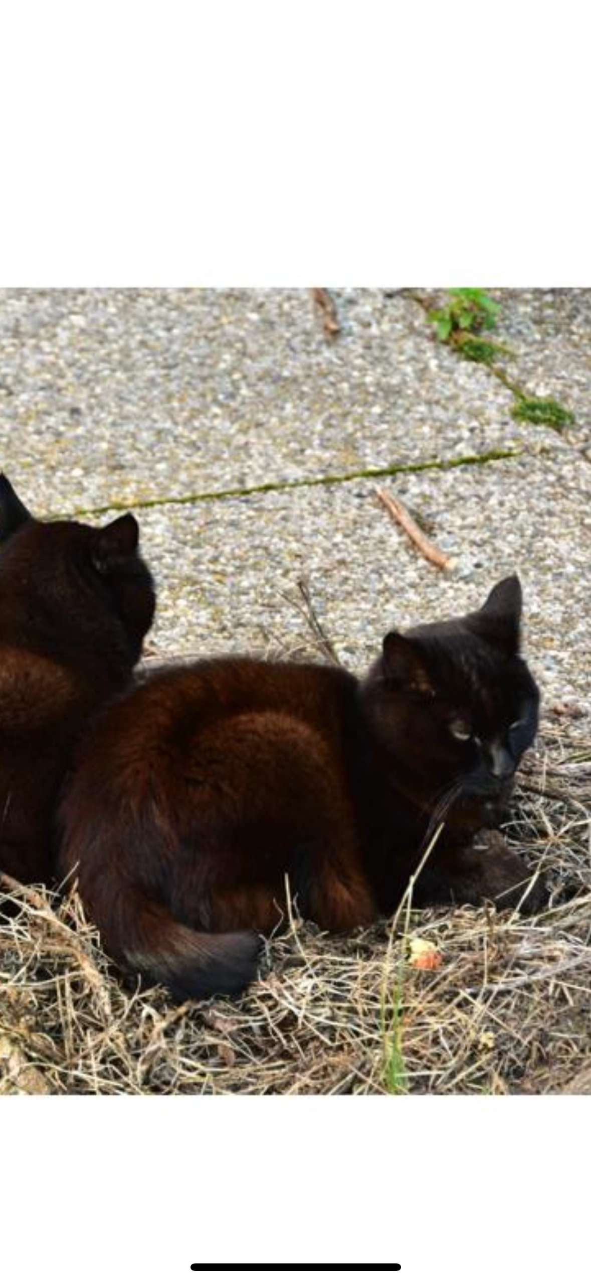 Pia  - A Morteau 6, Val-de-Ruz