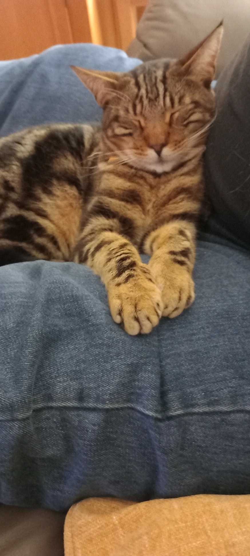 Lewis - Ashburnham Road, Plymouth