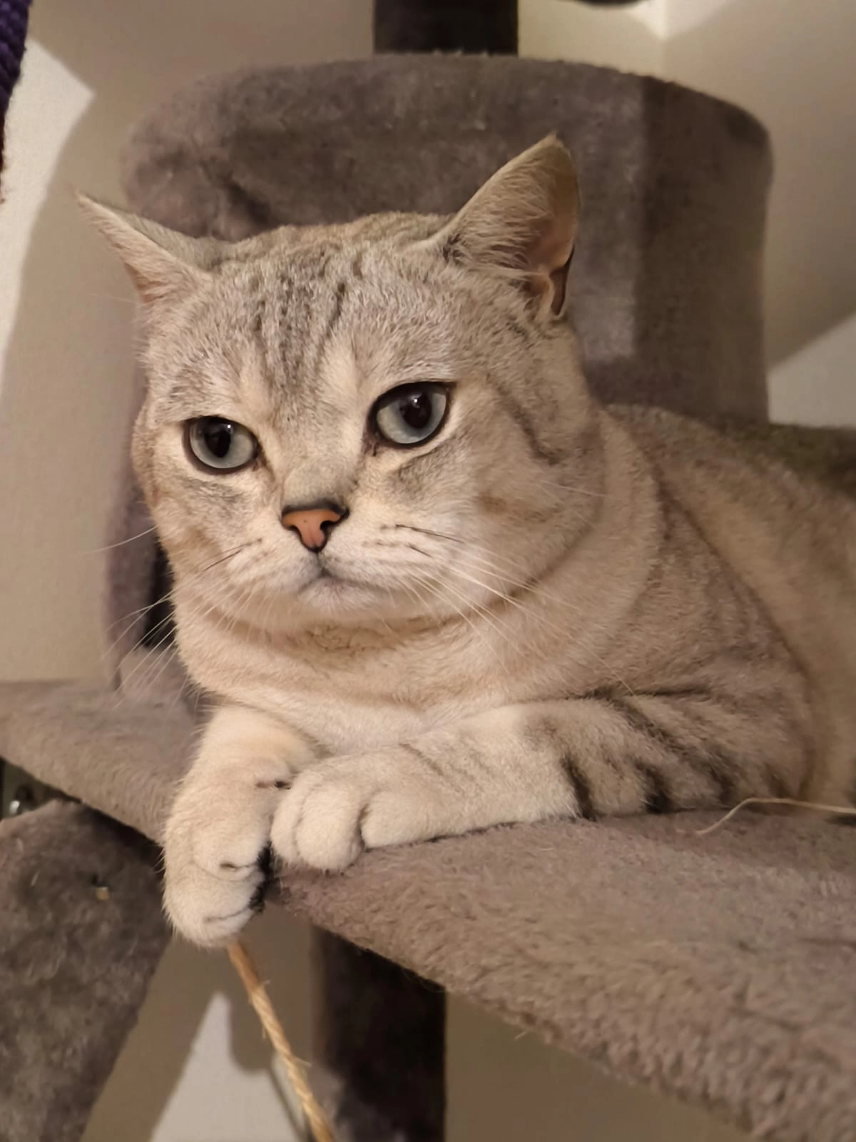 Bulut - Am Wurmerich, Alfter