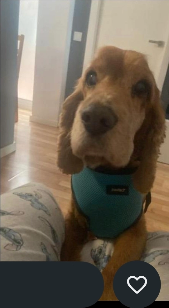 Boss - Paseo de Colón, La Pobla de Farnals