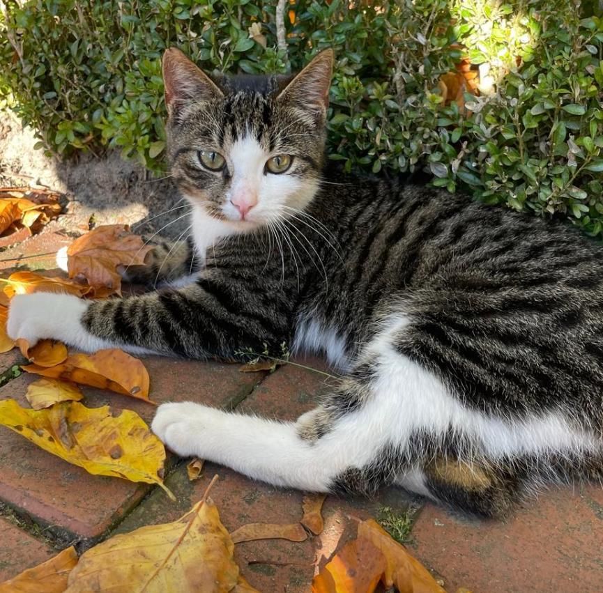 Findus - Schwege, Dinklage