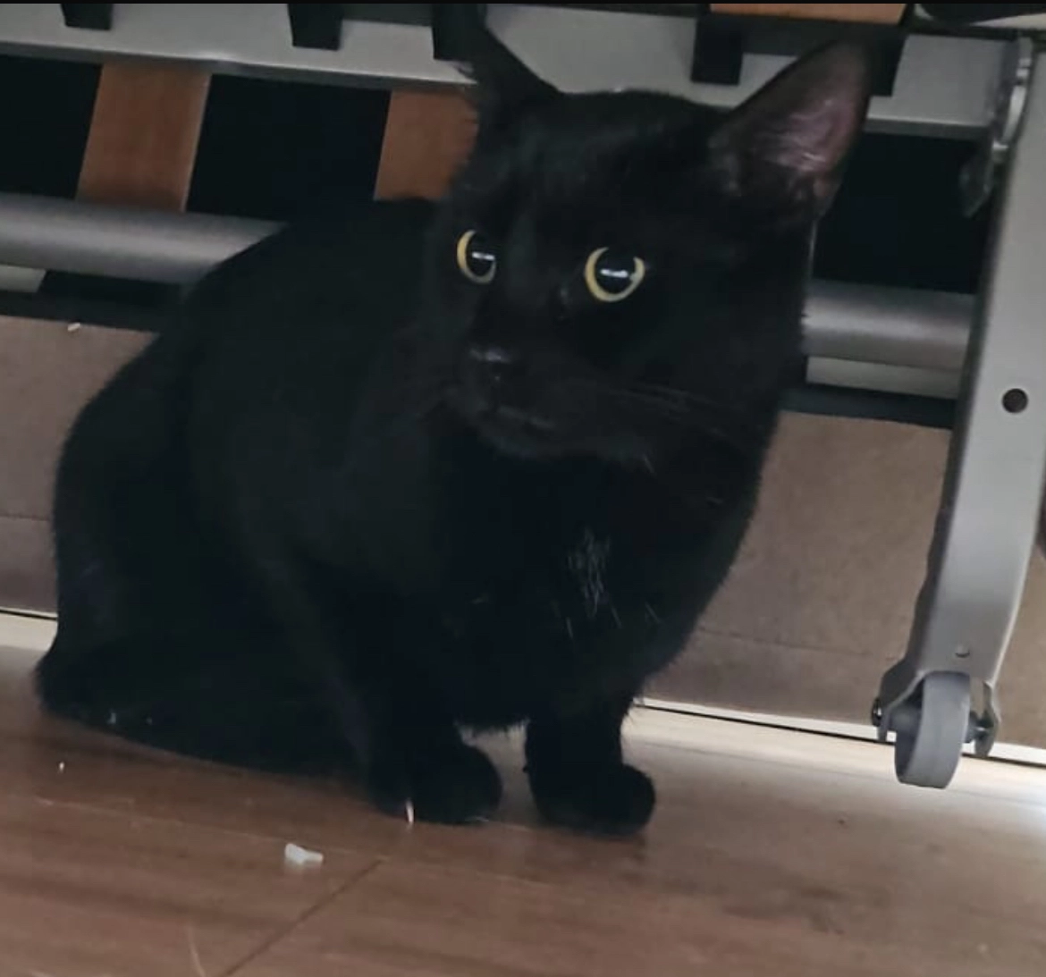 Choppie  - Hasenweide Auf Der Zitters, Sarrebourg