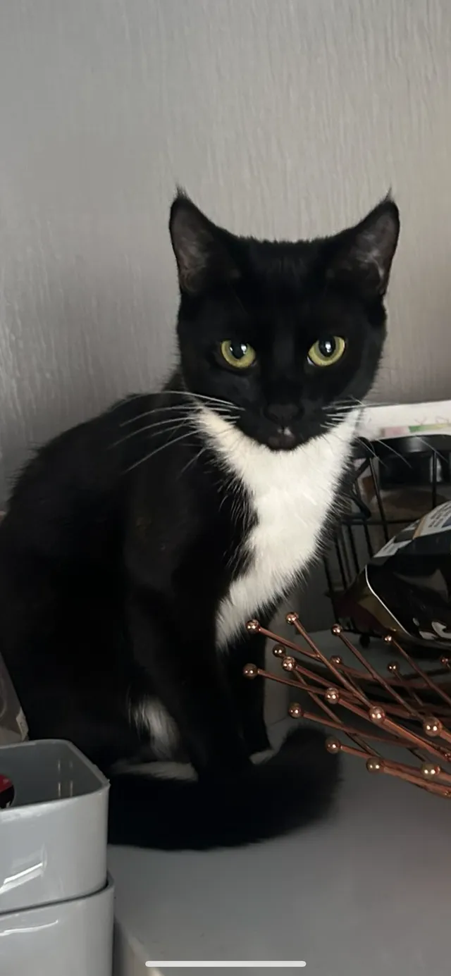 Oreo - NE8 3, Gateshead