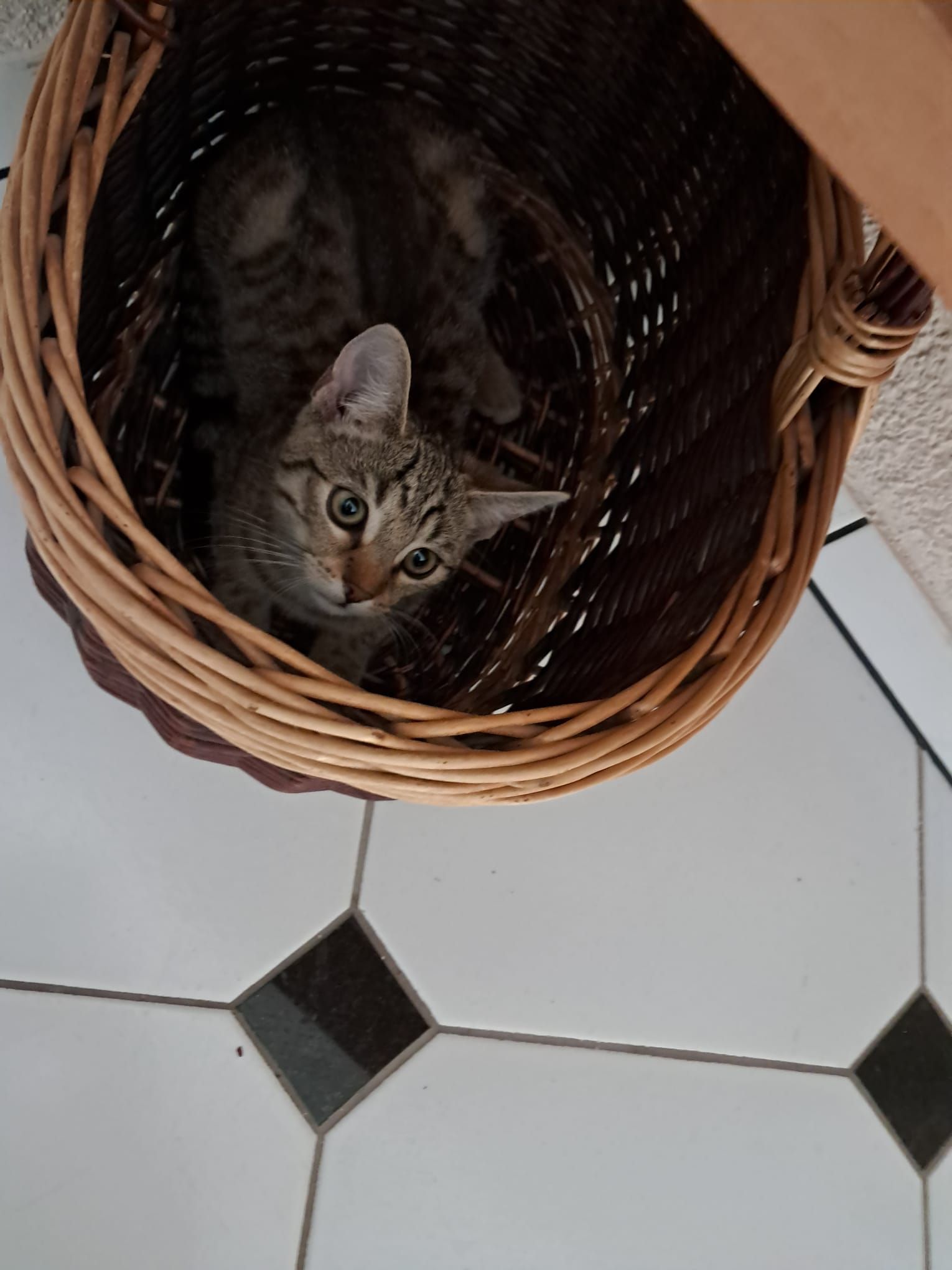 Teddy - Schützenstraße 6, Nossen