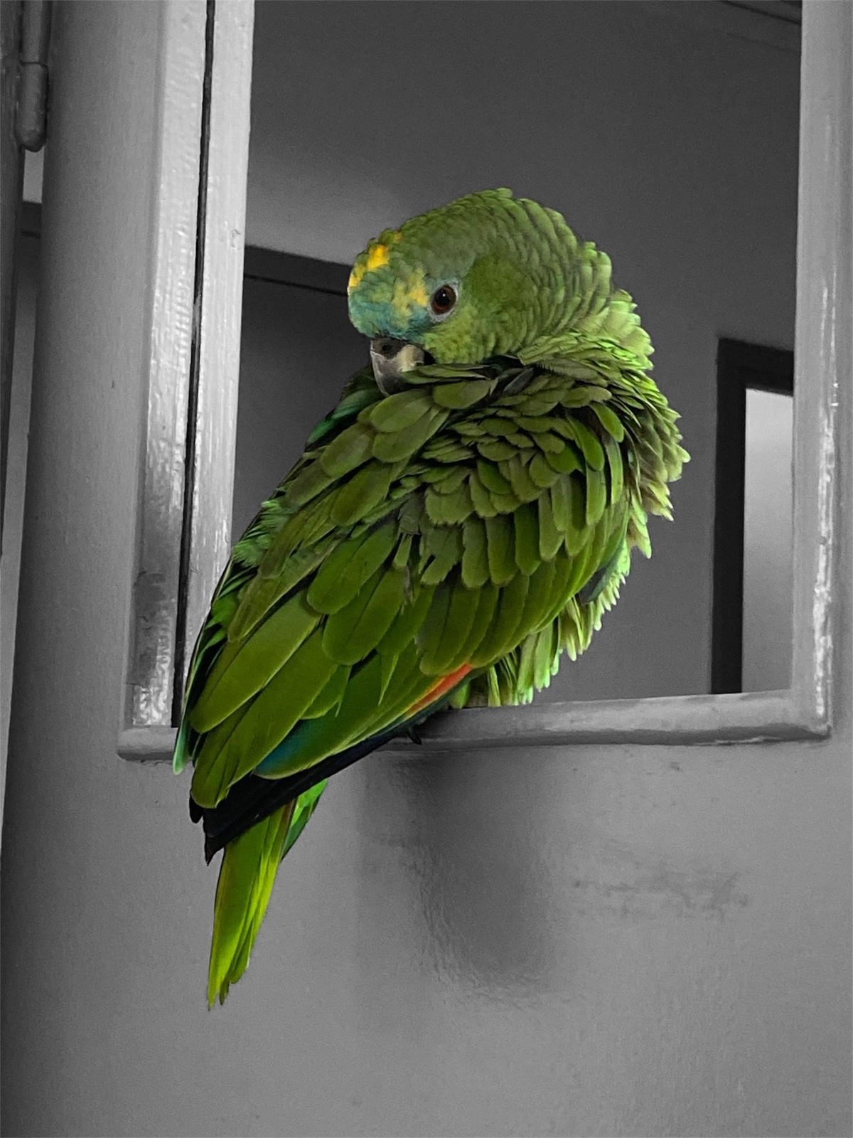 Kiwi - Via Do Nordeste, São Roque