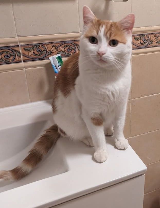 Charlie - Calle Castaña, Orihuela