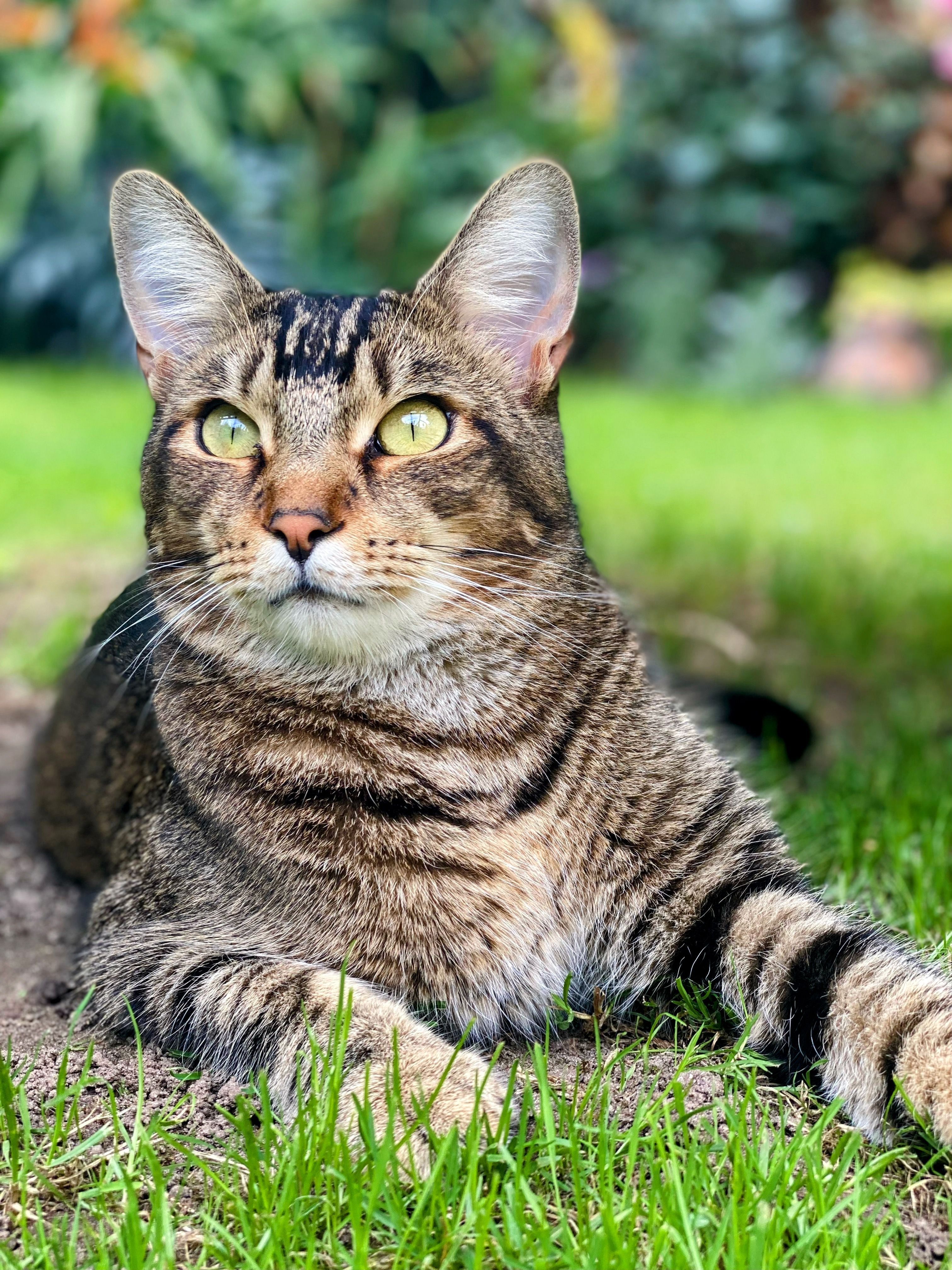 Monti  - Woodhouse Close, Sheringham